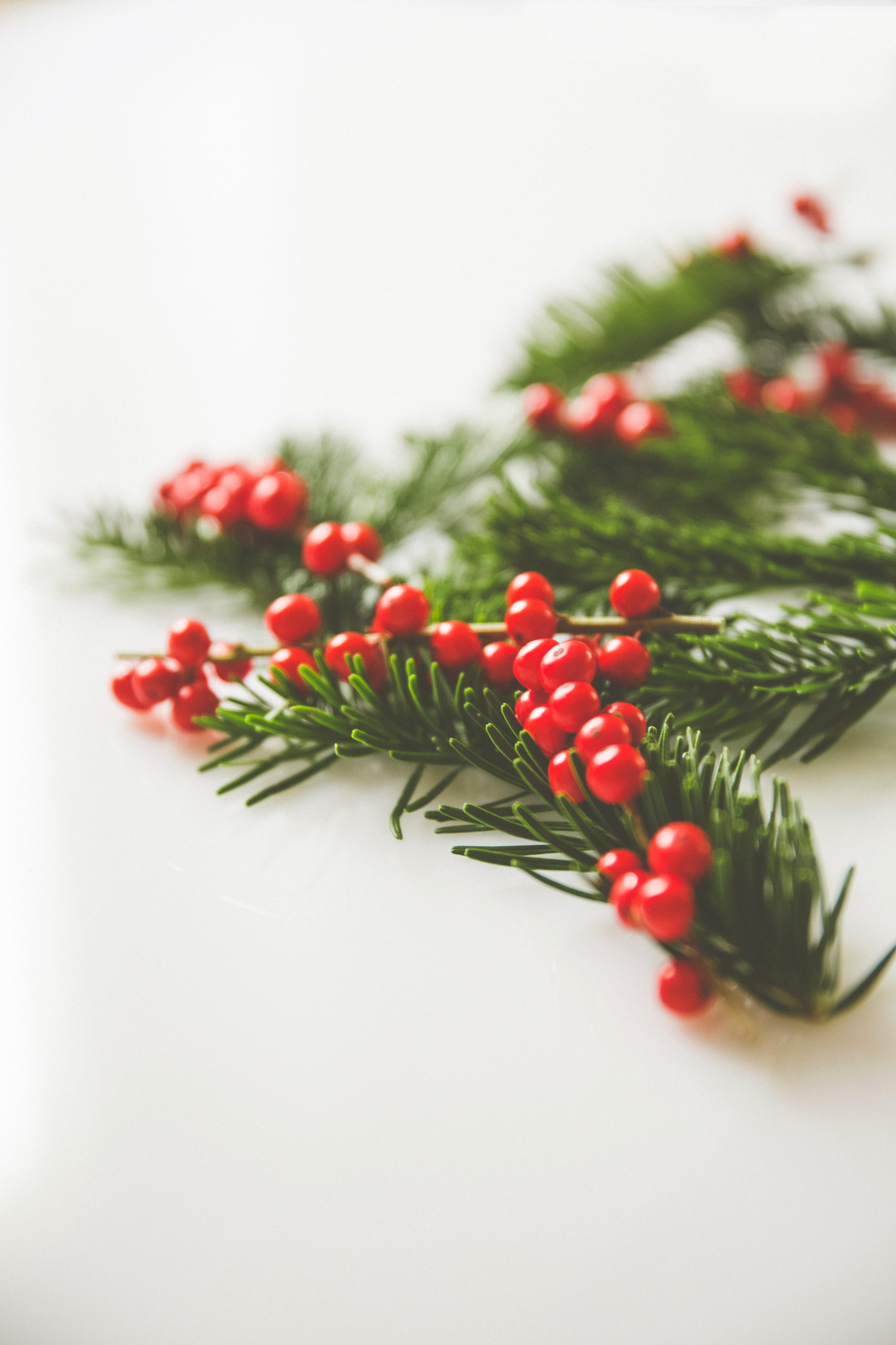 Desktop wallpaper: Needles, Berries, Macro, Branches, Christmas Tree 4K free download for PC. 67245
