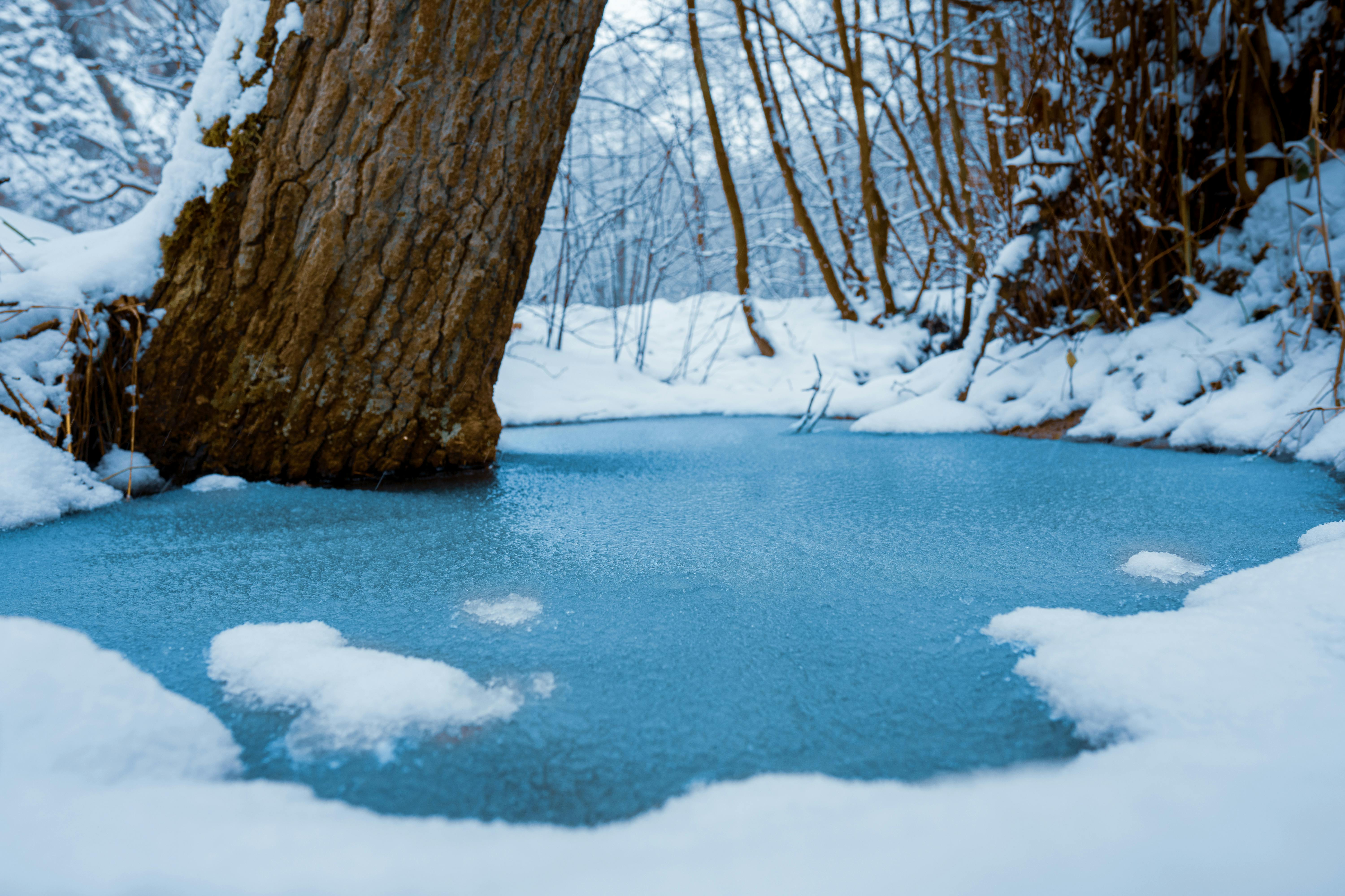 Frozen Lake in Forest in Winter · Free