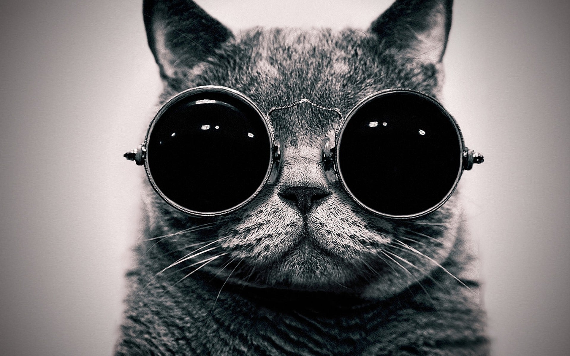 What's the origin of this famous cat with sunglasses wallpaper in black and white? I attach what I think it's the original photo