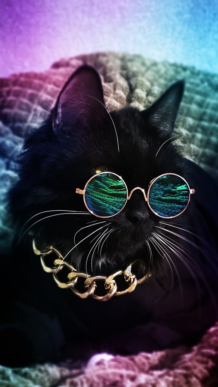 Black Cat with Glasses