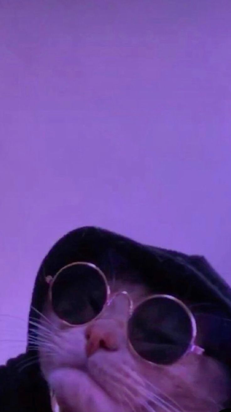 Funny Cat Wallpaper: Cat Wearing Glasses and a Hoodie