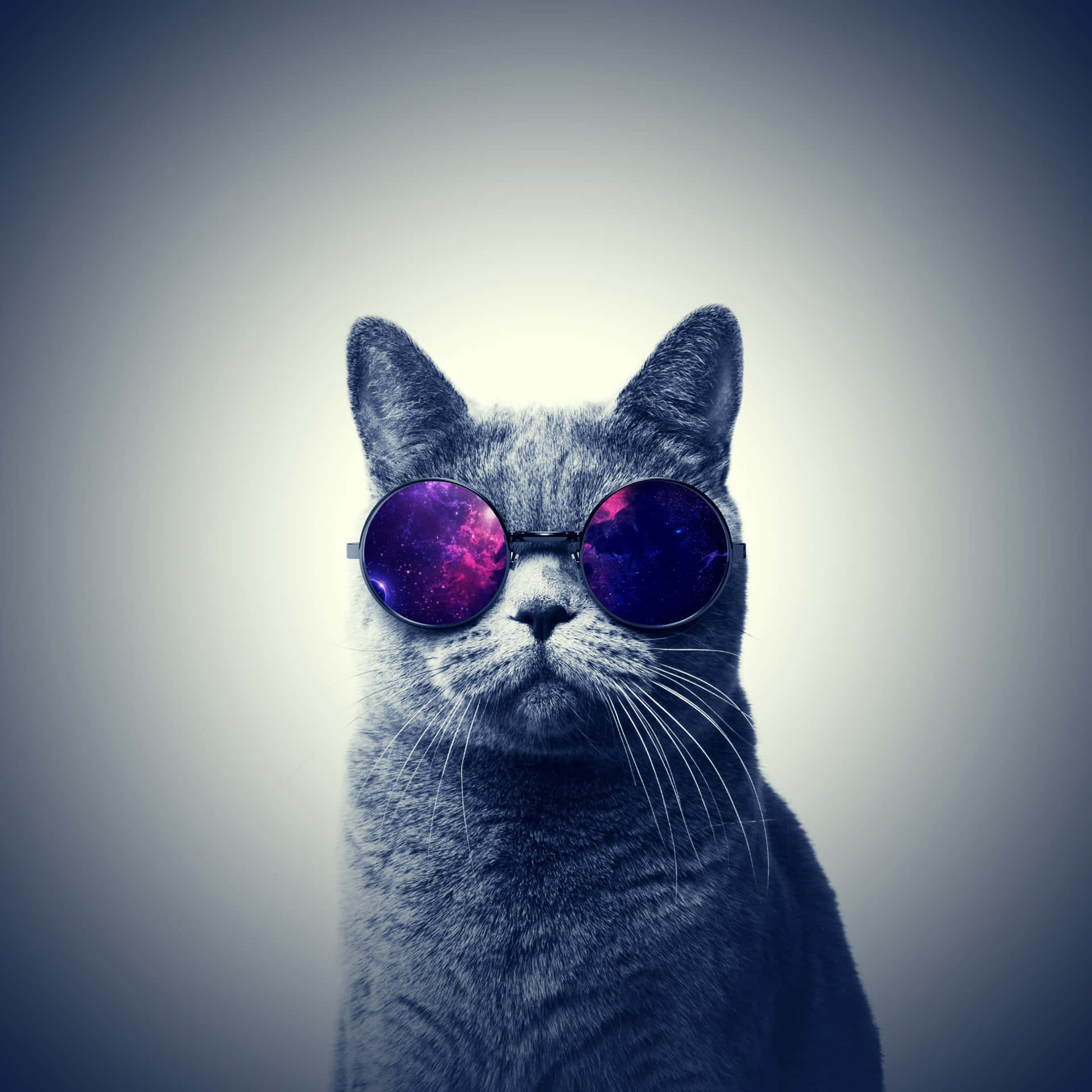 Download Stylish Cool Cat Chilling in Sunglasses