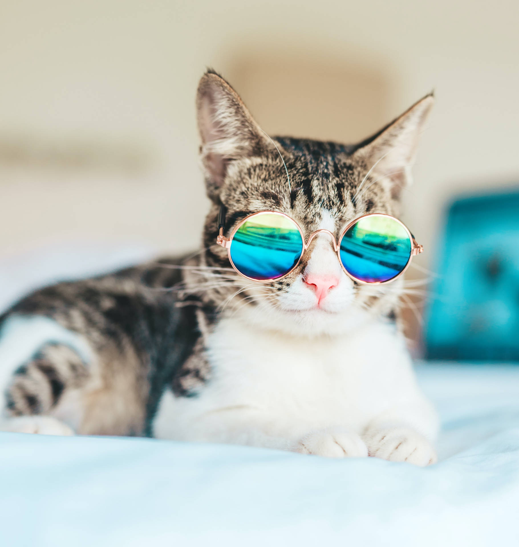 Download Cool Cat Retro Glasses Wallpaper