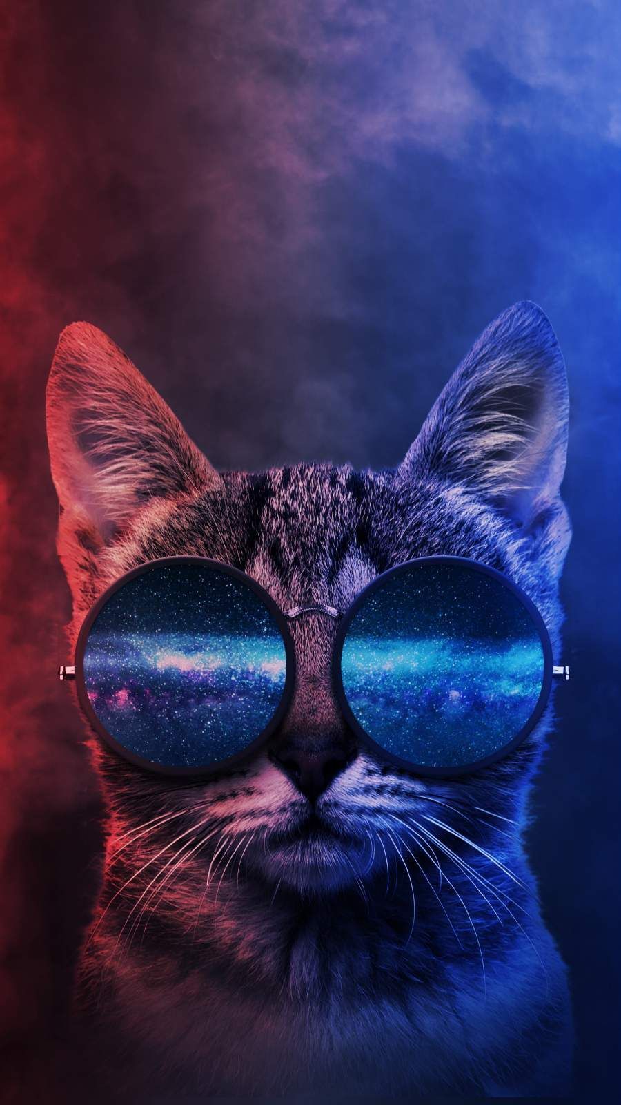Cat with Glasses Wallpaper, HD Cat with Glasses Background on WallpaperBat