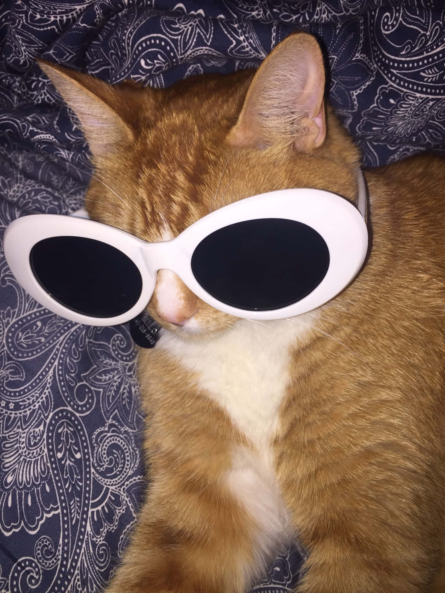 Download Big Sunglasses Cute Cat PFP Wallpaper