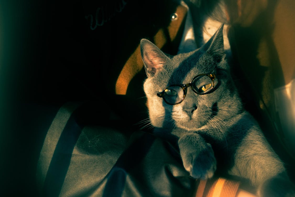 Cat in Eyeglasses · Free