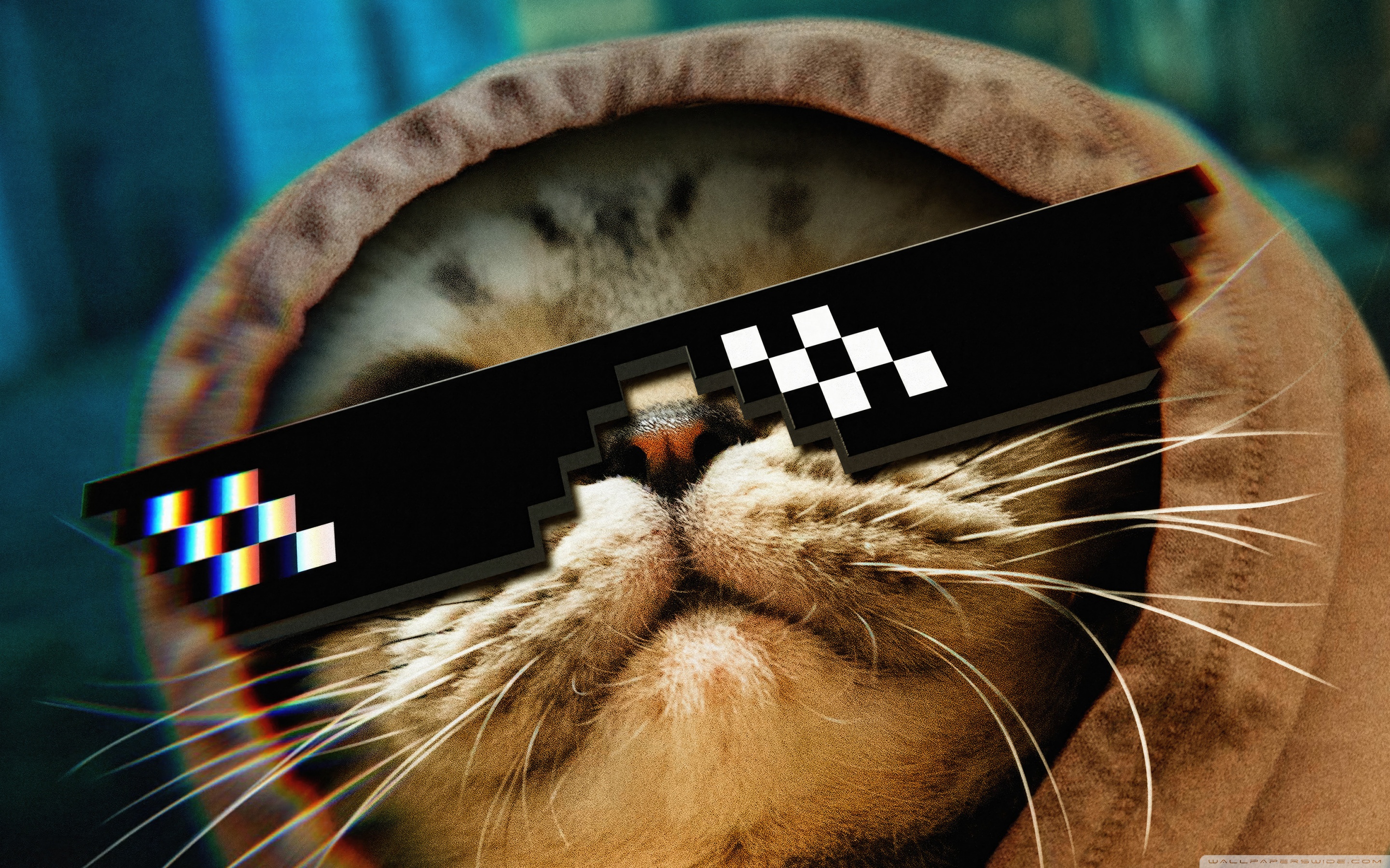 Funny Cat Thug Life Glasses 4K UHD Wallpaper for UltraHD Desktop and TV, Widescreen and UltraWide Display, Smartphone and Tablet Devices