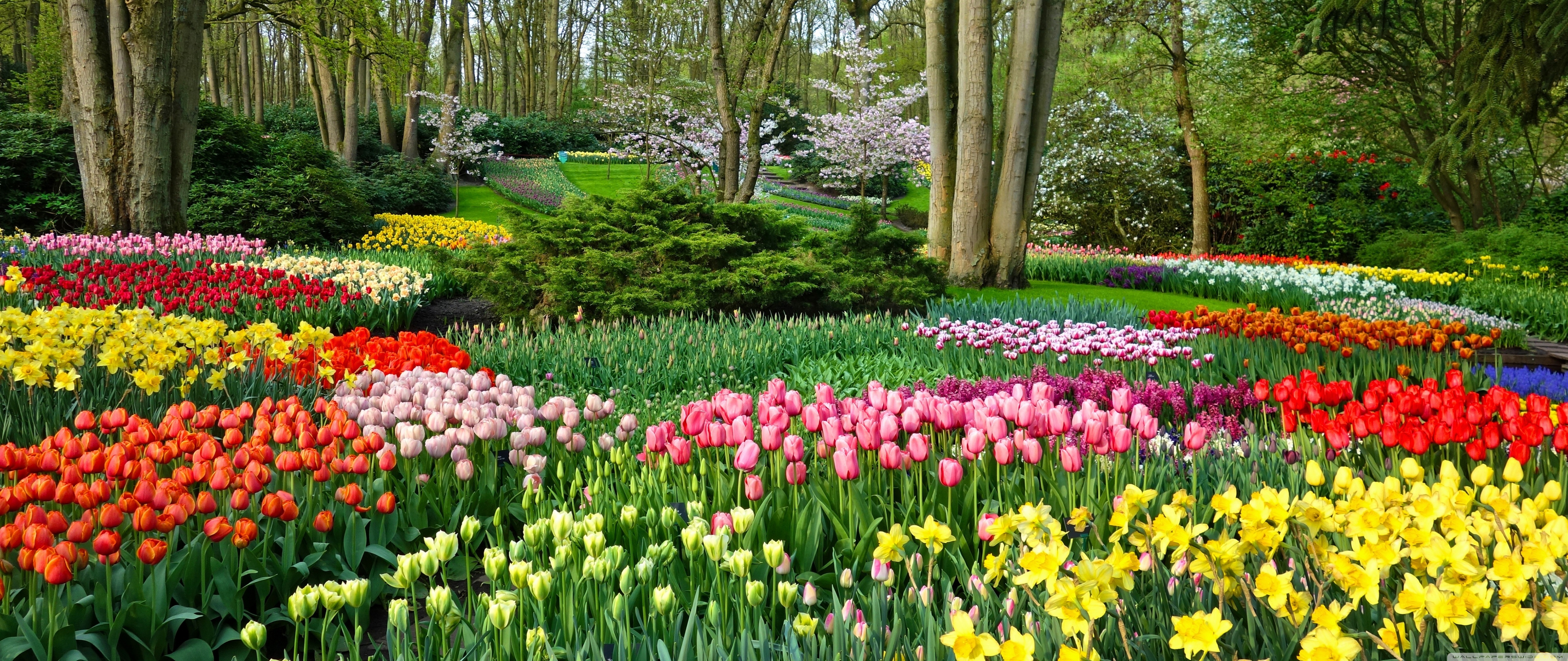 Spring Gardens in Holland, Netherlands, Europe 4K UHD Wallpaper for UltraHD Desktop and TV, Widescreen and UltraWide Display, Smartphone and Tablet Devices