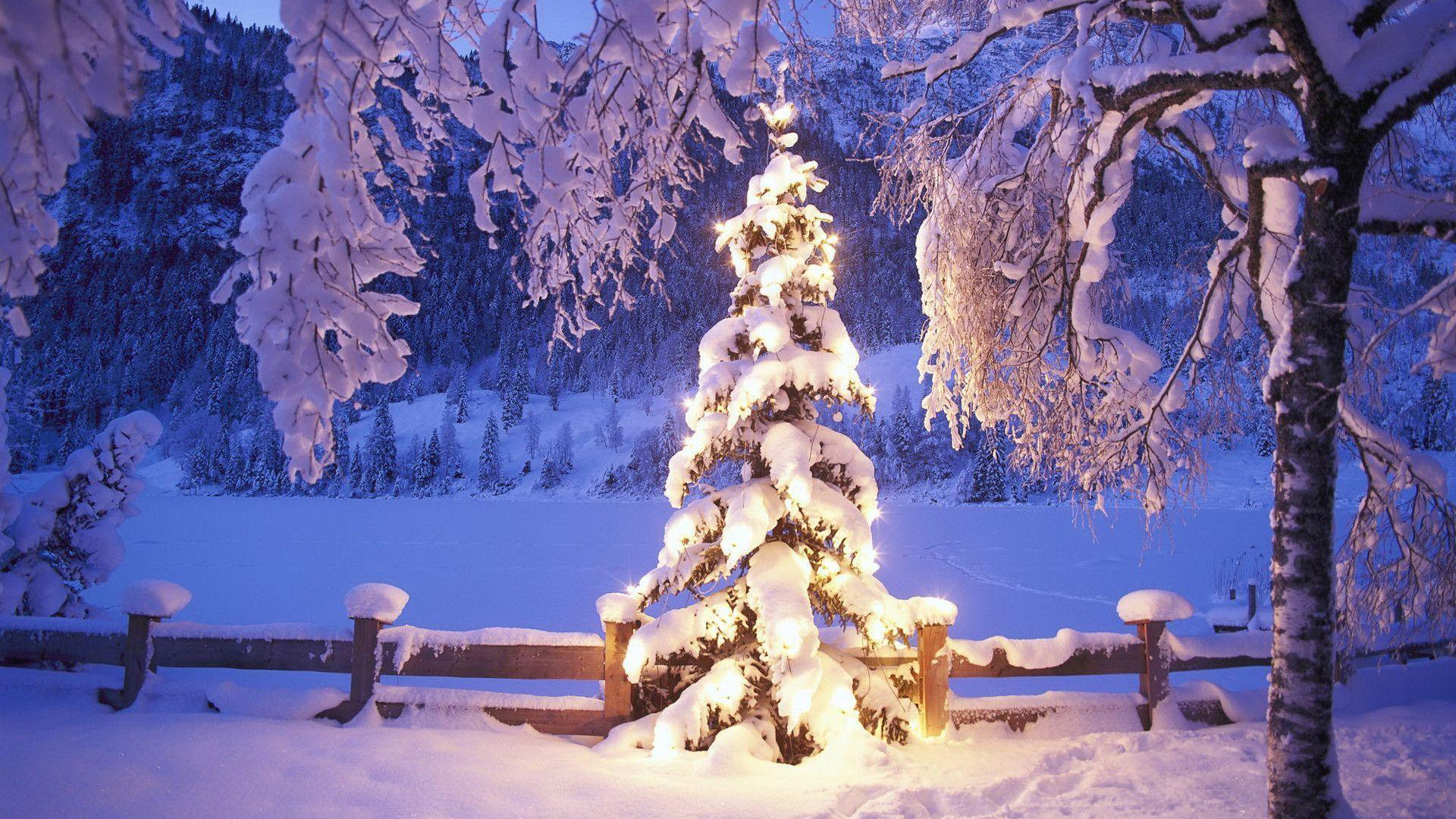 Christmas Tree Covered With Snow During Winter HD Christmas Tree Wallpaper