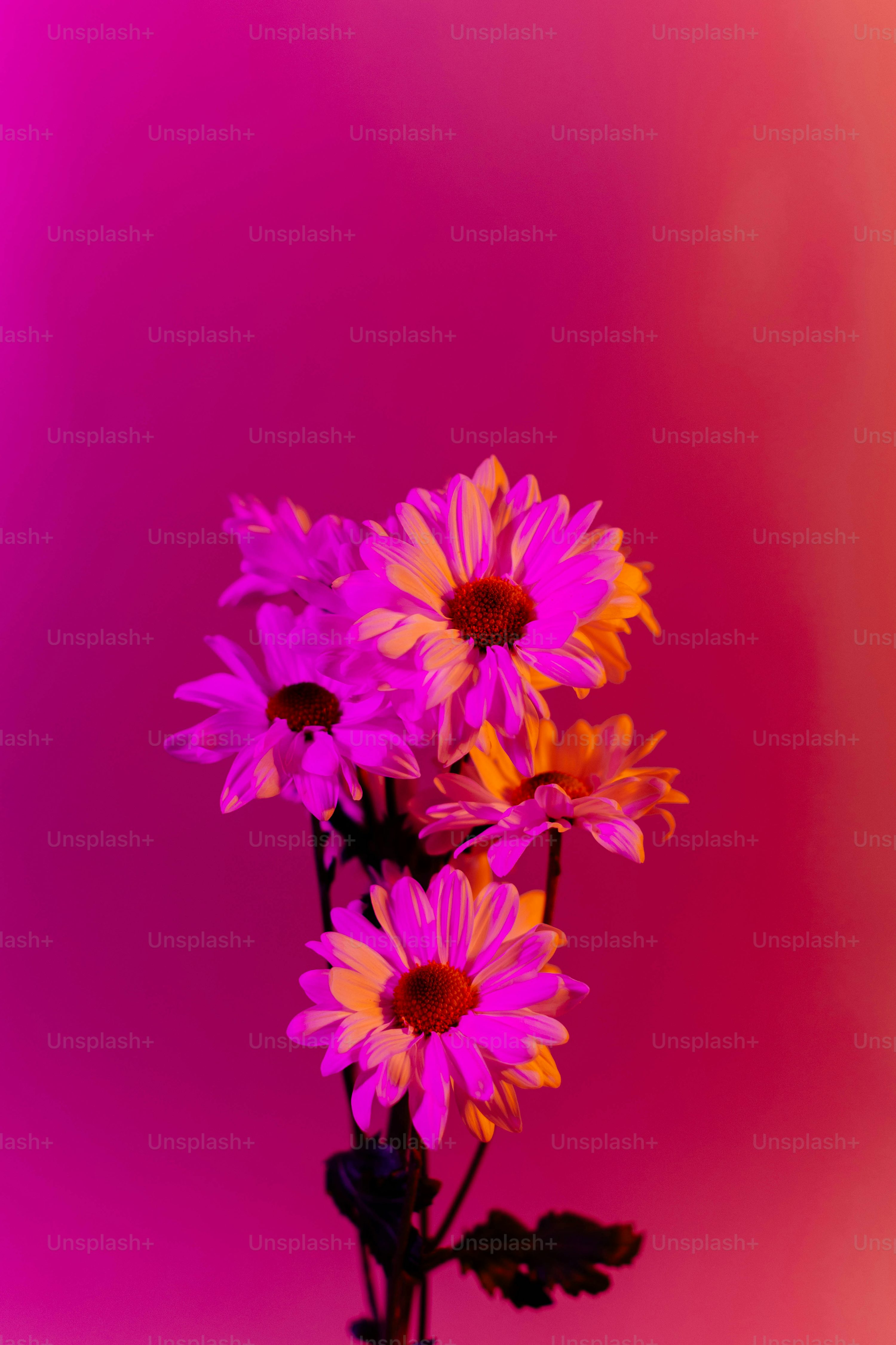 Flower iPhone Picture. Download Free Image
