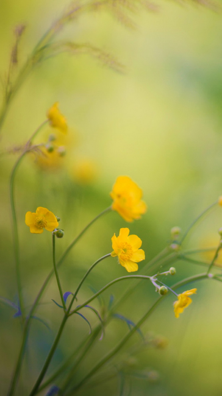 FREE SPRING IPHONE WALLPAPERS
