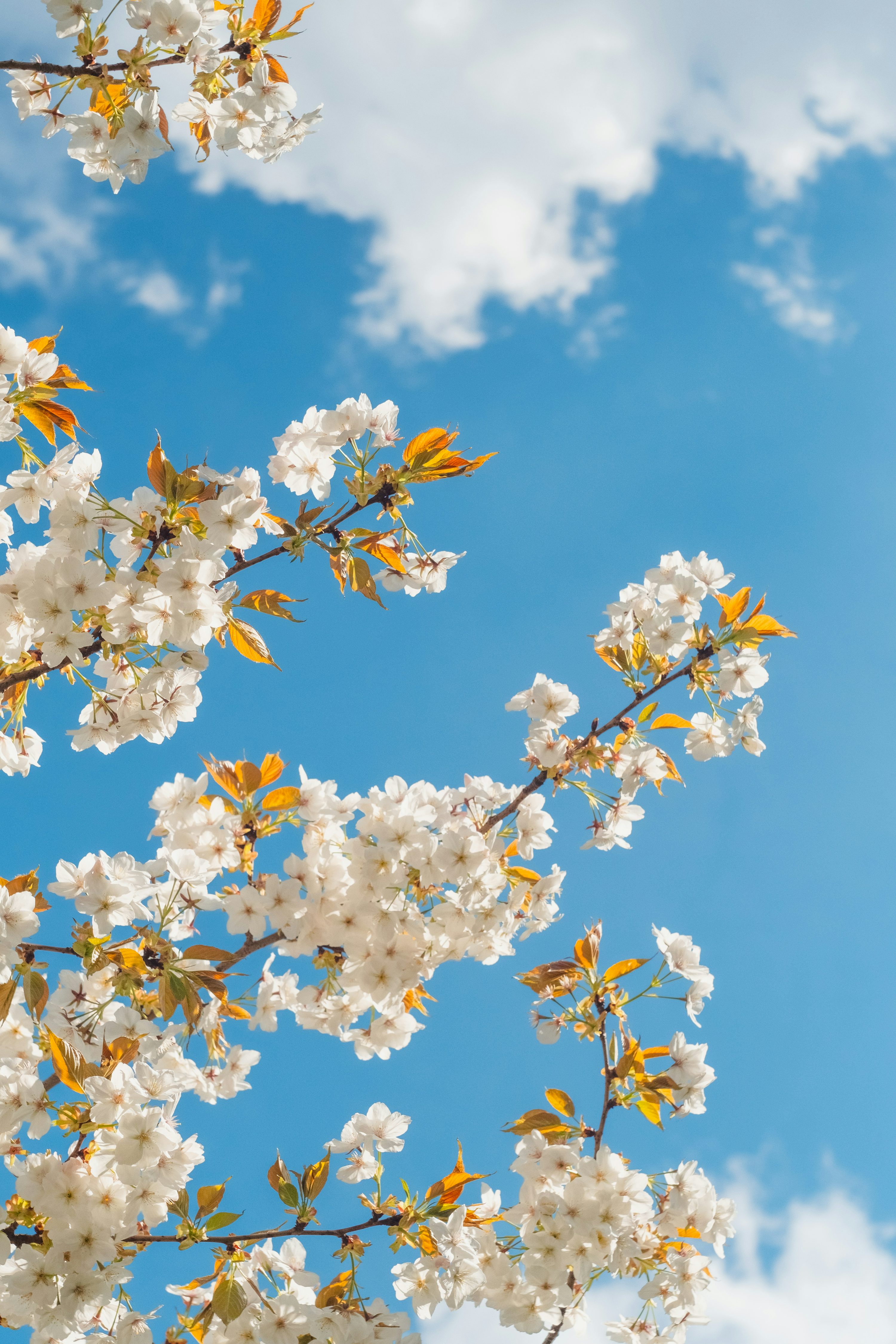 Spring Flowers Picture. Download Free Image