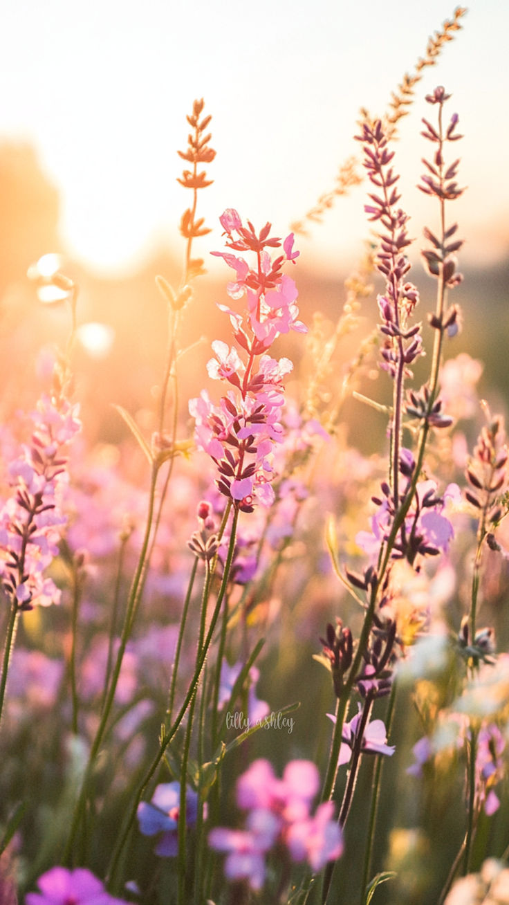 Wildflowers Phone Wallpaper FREE iPhone Background for Home Screen Lock Screen #lillyashleydesigns. Phone wallpaper, Free
