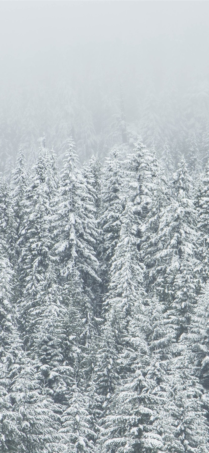 Winter, Trees, Spruce Forest, Snow 1080x1920 IPhone 8 7 6 6S Plus Wallpaper, Background, Picture, Image