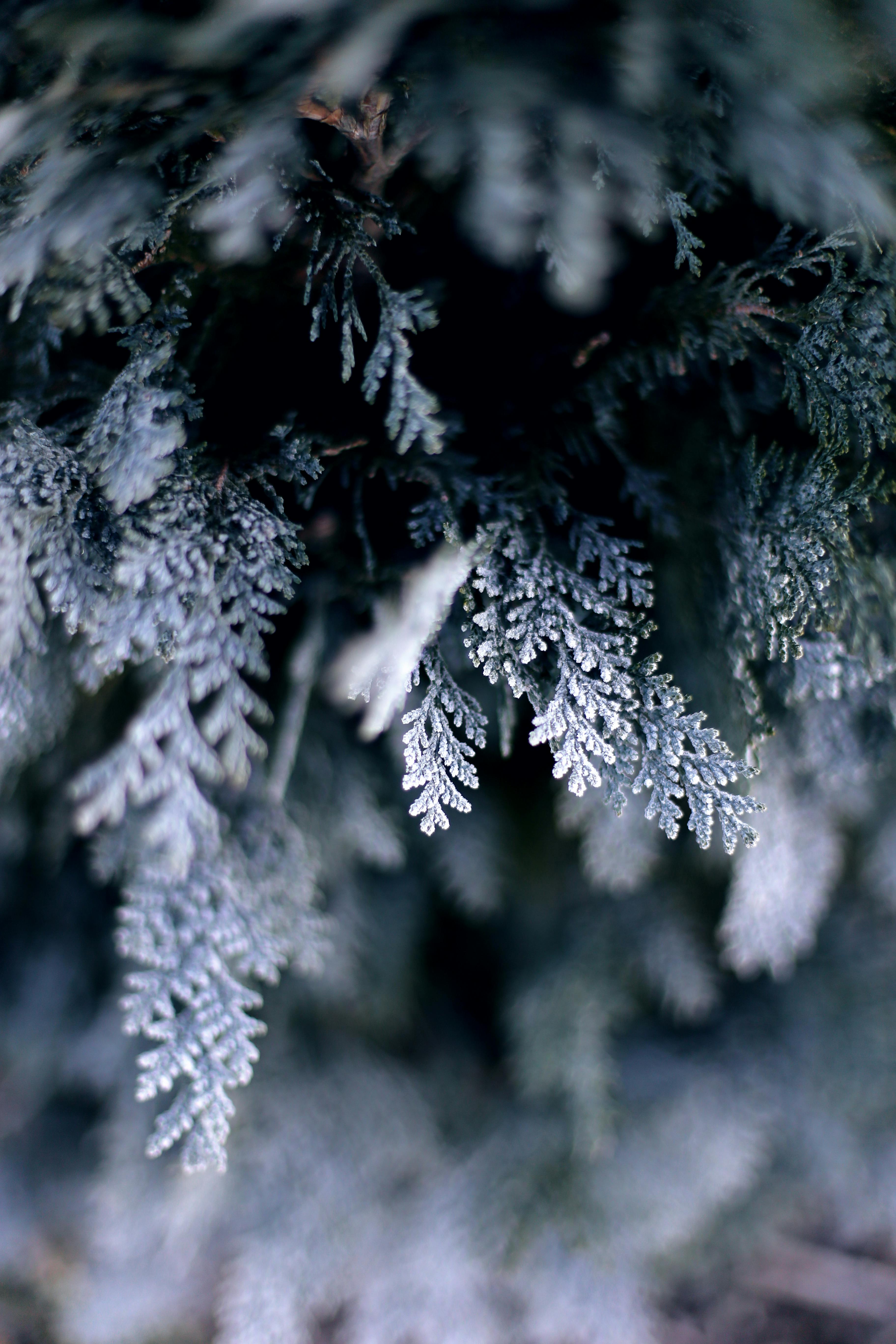 Winter Wallpaper Photo, Download The BEST Free Winter Wallpaper & HD Image