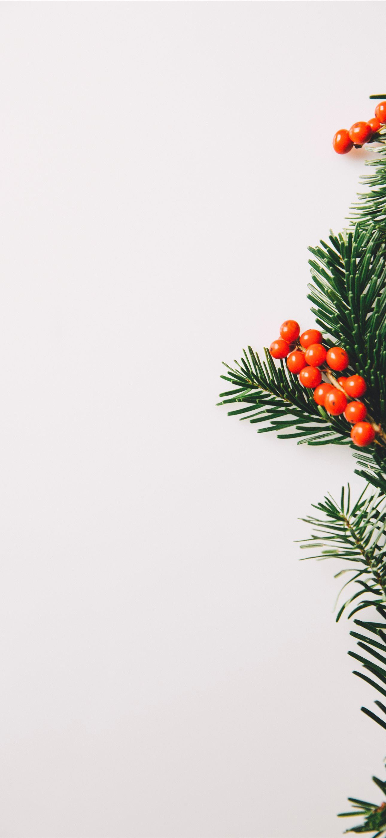 a branch of a christmas tree with red berries iPhone Wallpaper Free Download