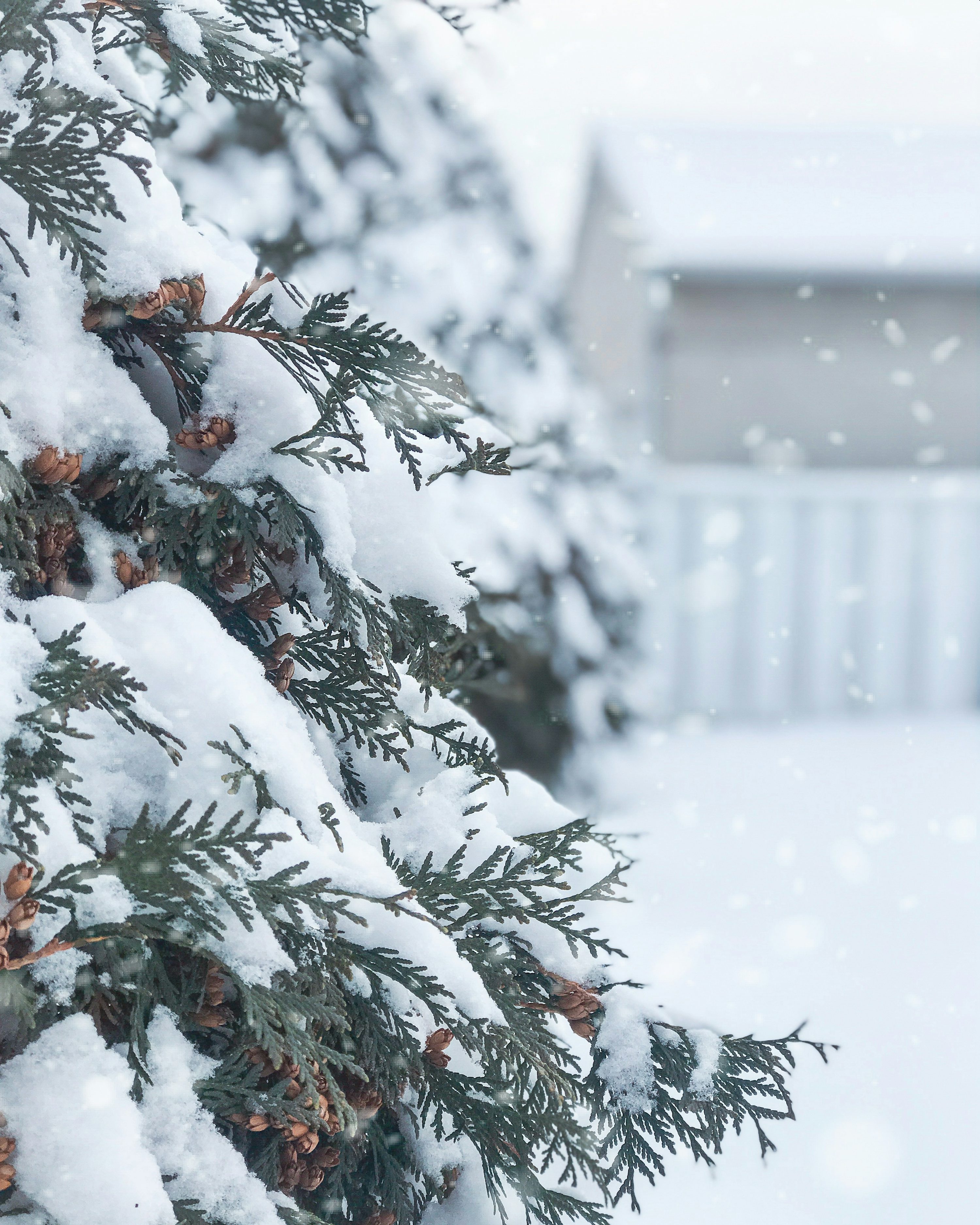 Christmas Tree Snow Picture. Download Free Image
