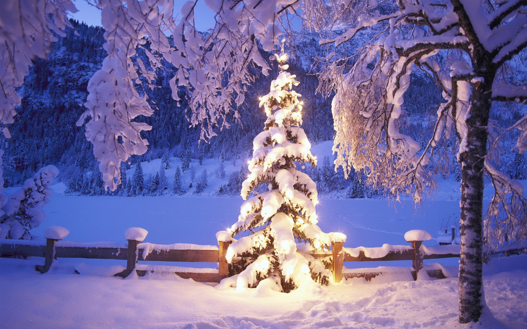 New year tree under the snow Desktop wallpaper 1680x1050