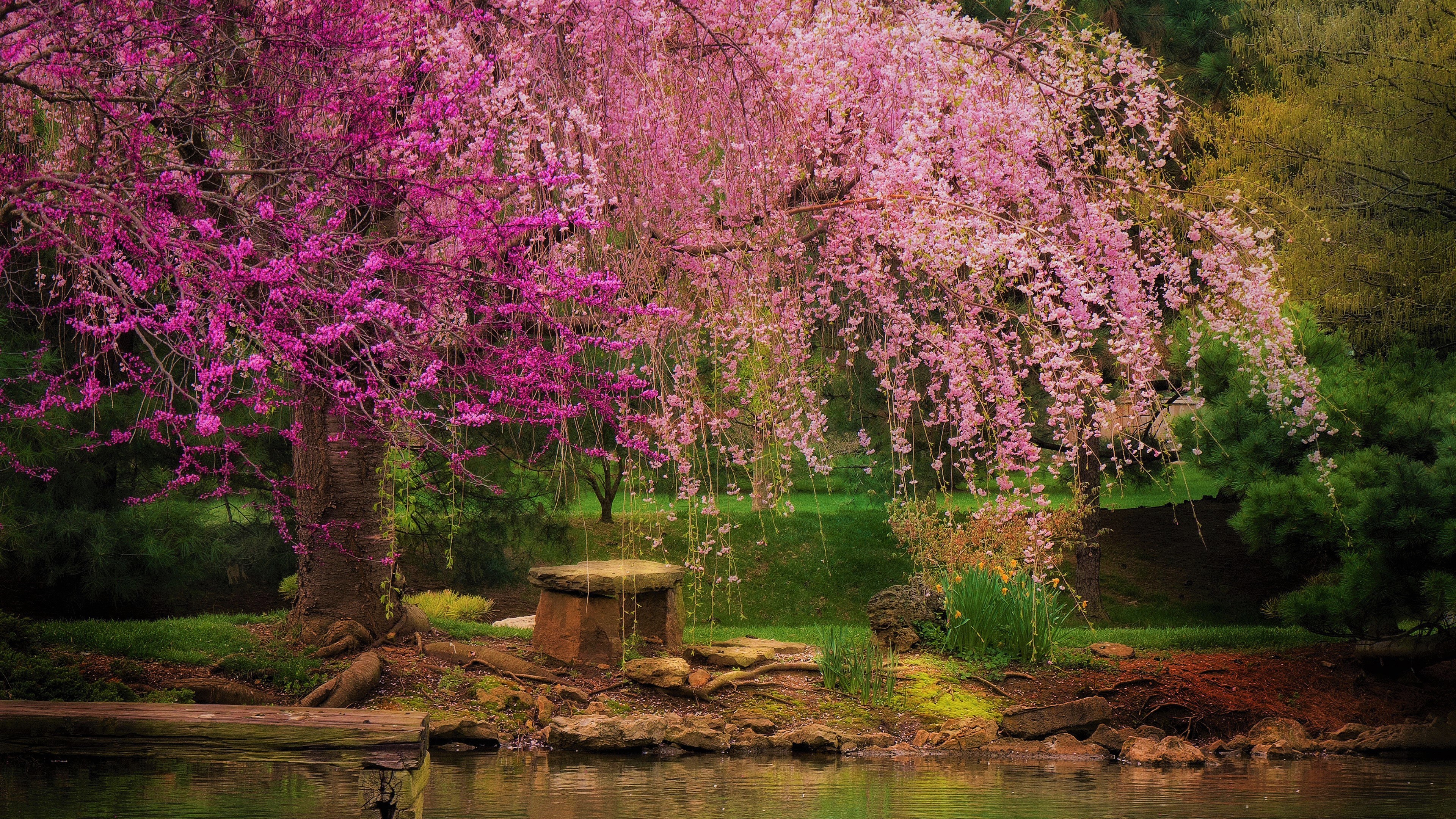 Beautiful Pink Spring Blossom Flowers Tree Branches Green Trees Bushes River 4K HD Nature Wallpaper