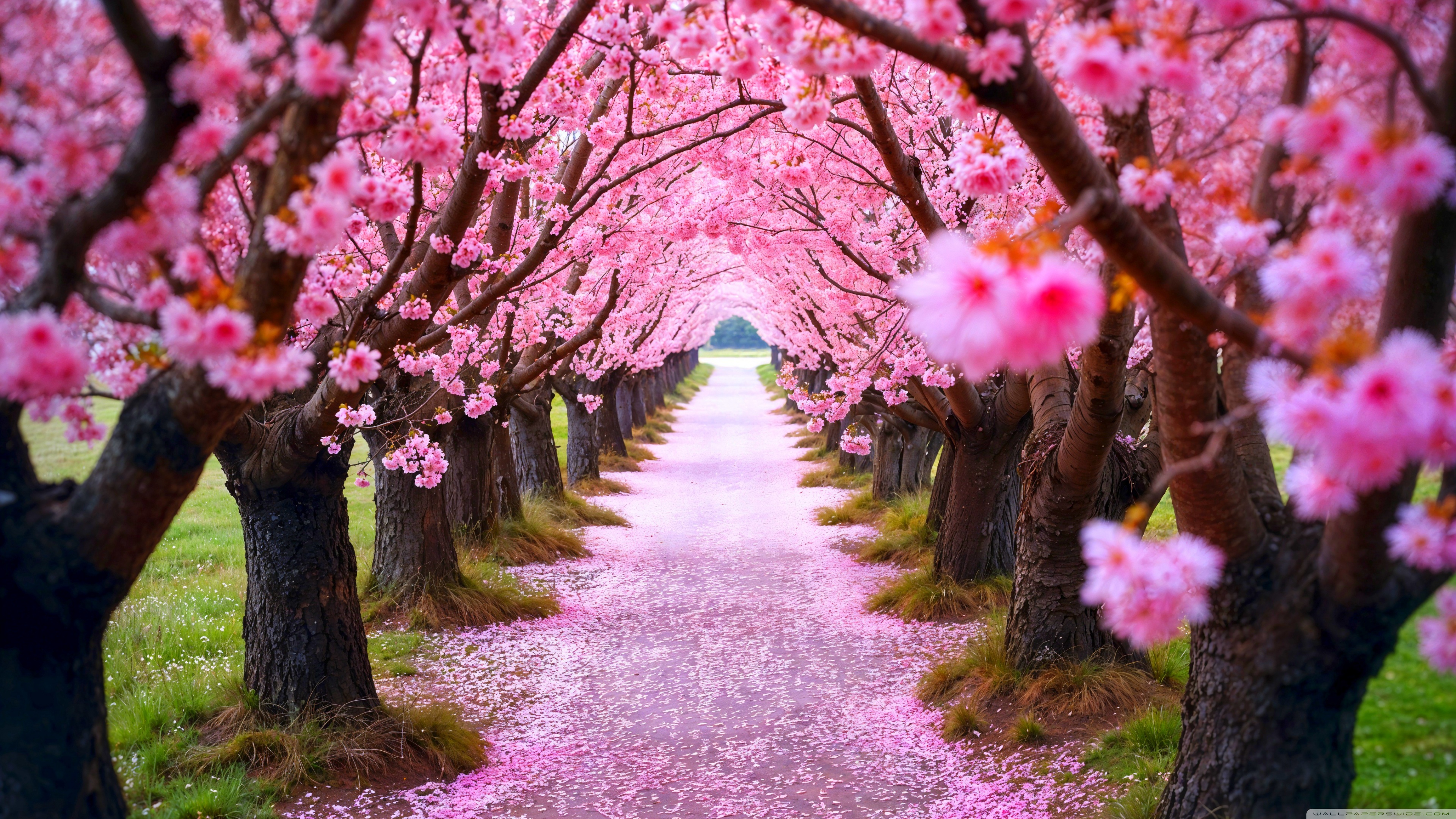 Spring Trees in Bloom 4K UHD Wallpaper for UltraHD Desktop and TV, Widescreen and UltraWide Display, Dual Monitor, Smartphone and Tablet Devices