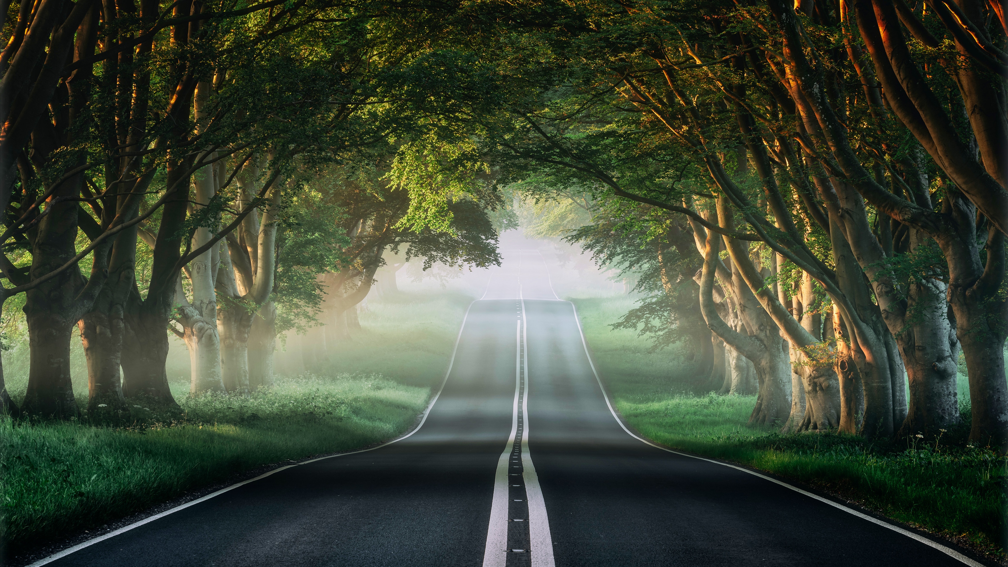 Forest Wallpaper 4K, Road, Mist, Avenue Trees, Plants