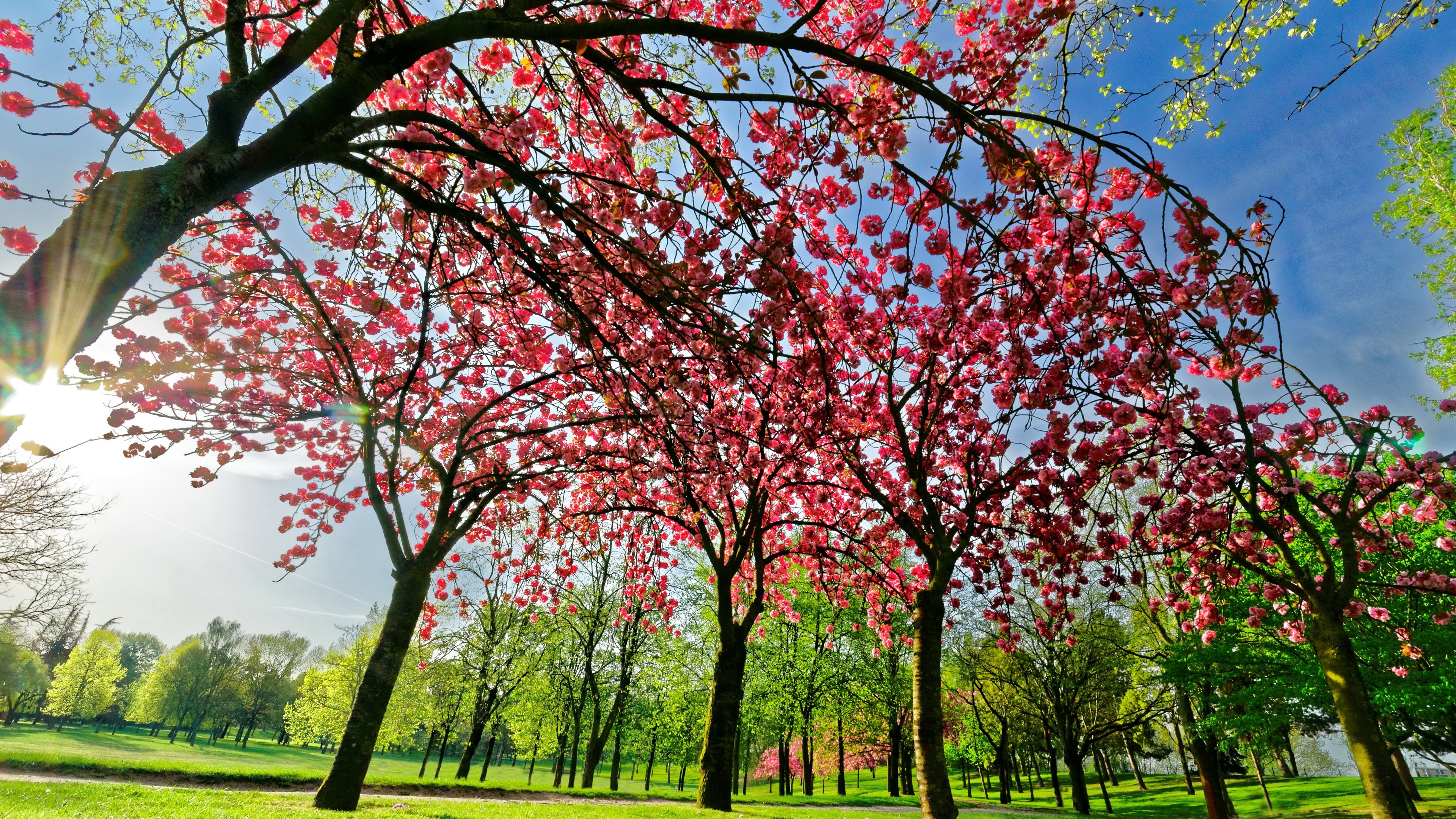 Wallpaper Spring tree flowers, pink, bloom, green grass 3840x2160 UHD 4K Picture, Image