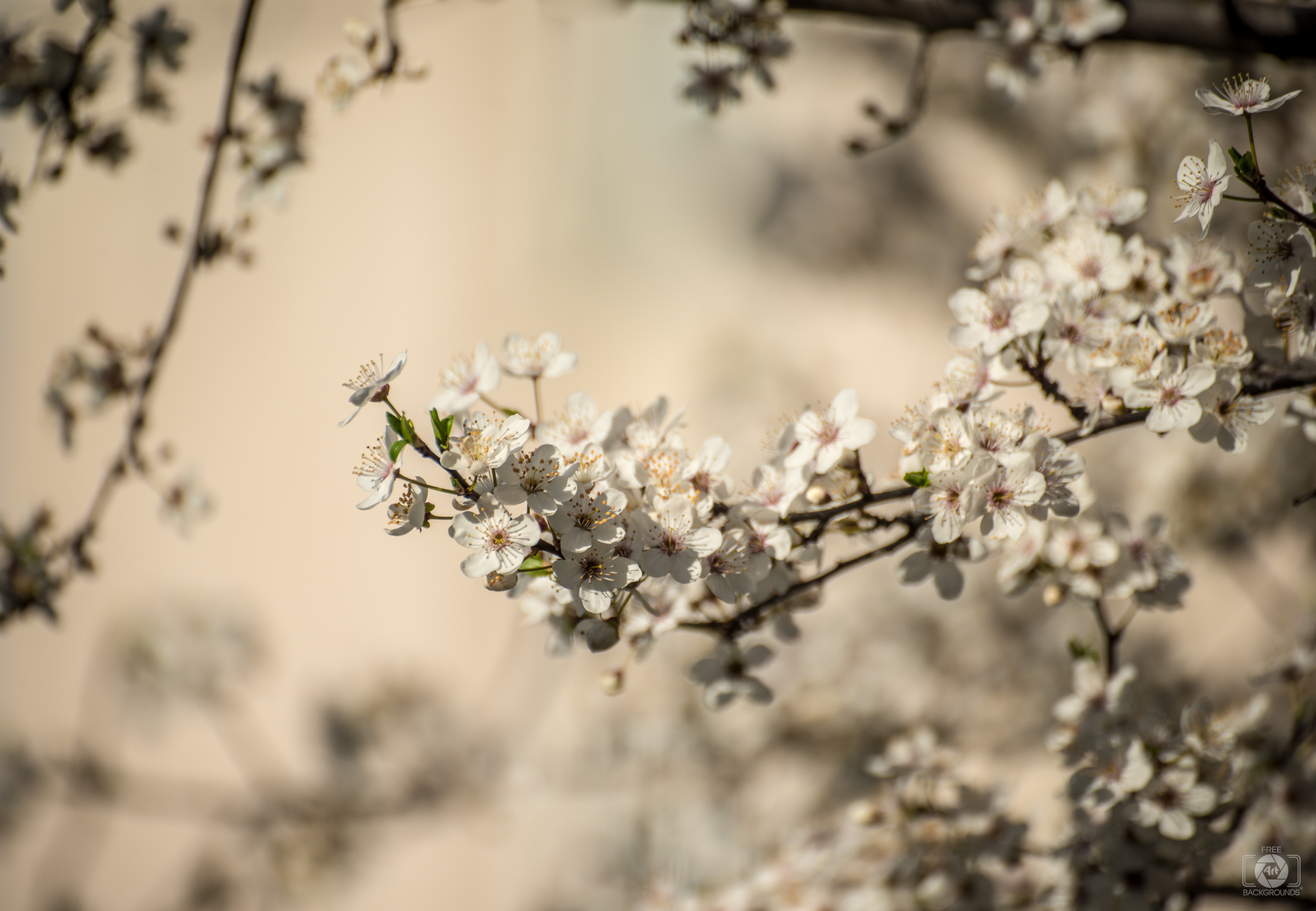 Spring Tree Art Background Quality Free Background