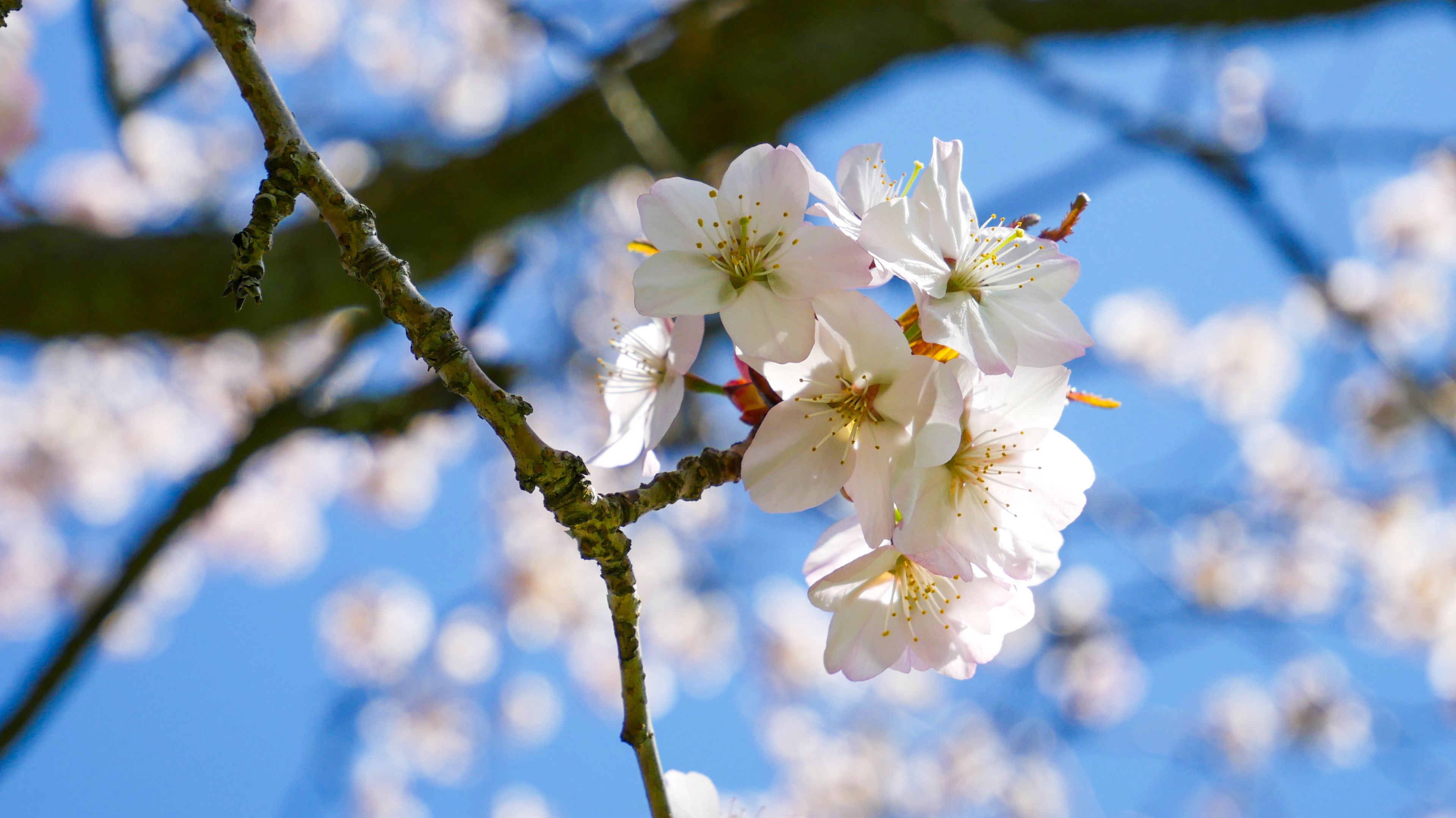 Download wallpaper 3840x2160 cherry, flowers, petals, spring, branch 4k uhd 16:9 HD background
