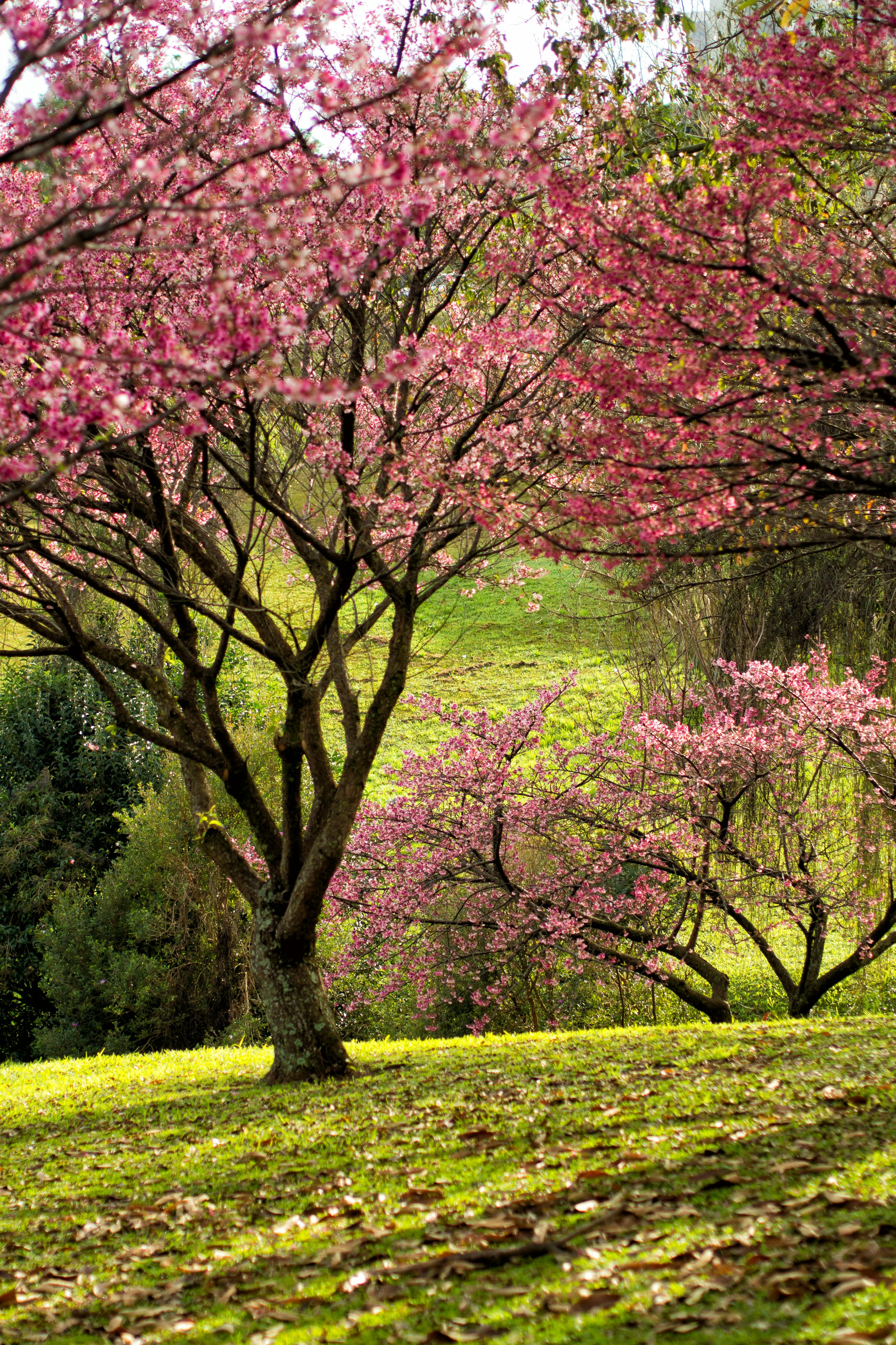 Green and Pink Leaf Tree in Green Grass Open Field during Day Time · Free
