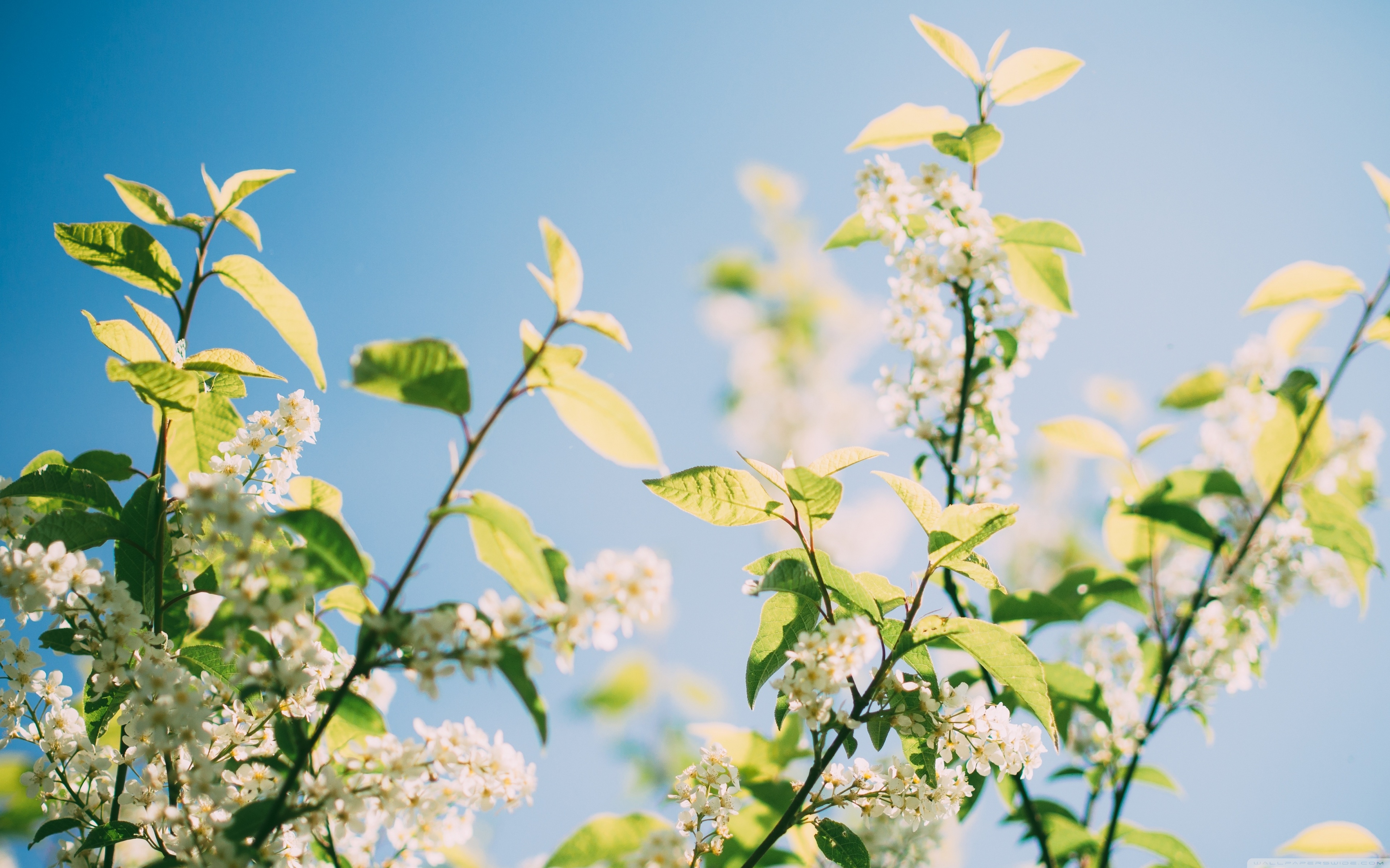 Spring Sunshine Tree Flowers 4K UHD Wallpaper for UltraHD Desktop and TV, Widescreen and UltraWide Display, Dual Monitor, Smartphone and Tablet Devices