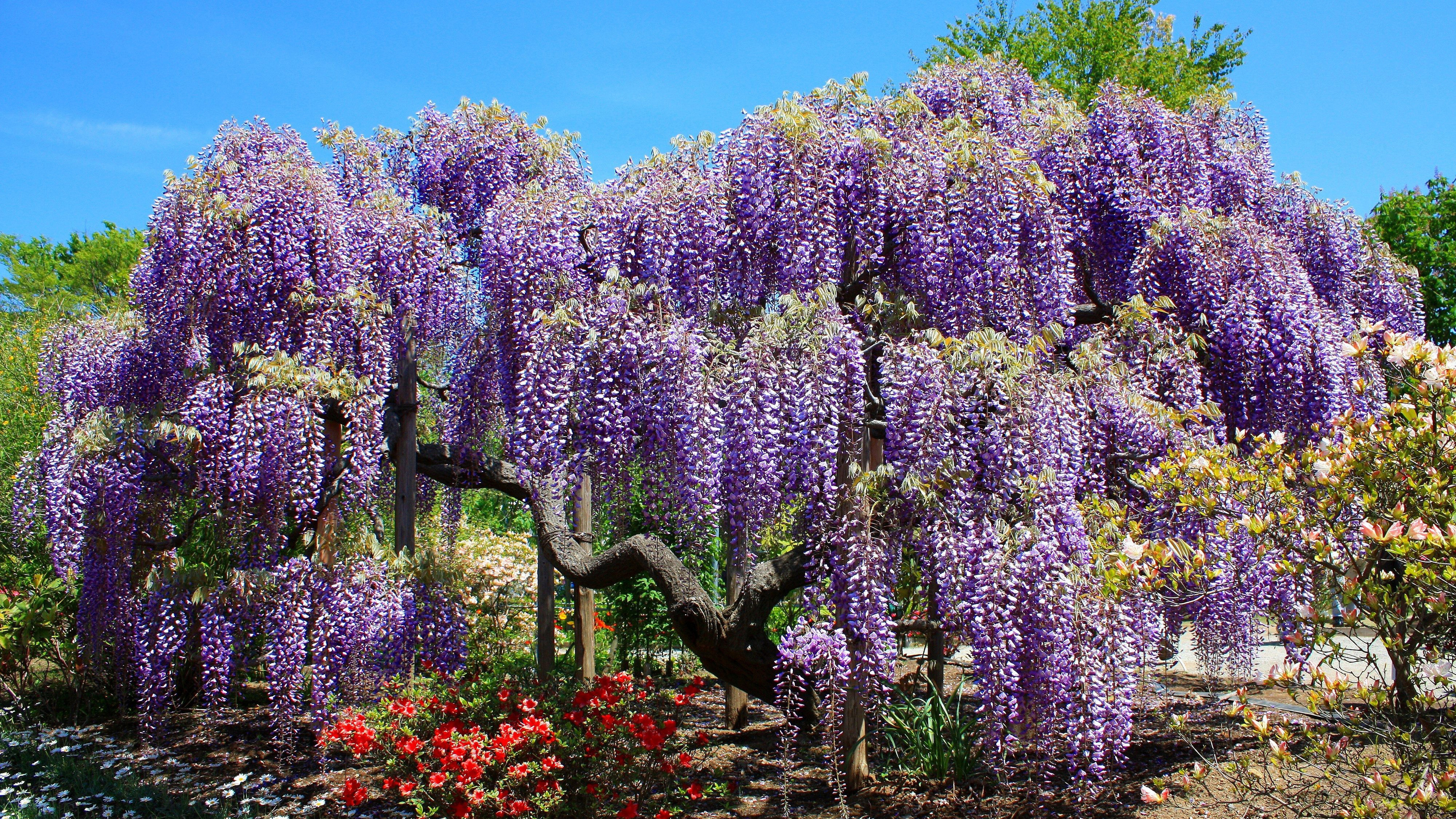 Wisteria Purple Flower Spring Tree Blue Sky Background 4K HD Flowers Wallpaper