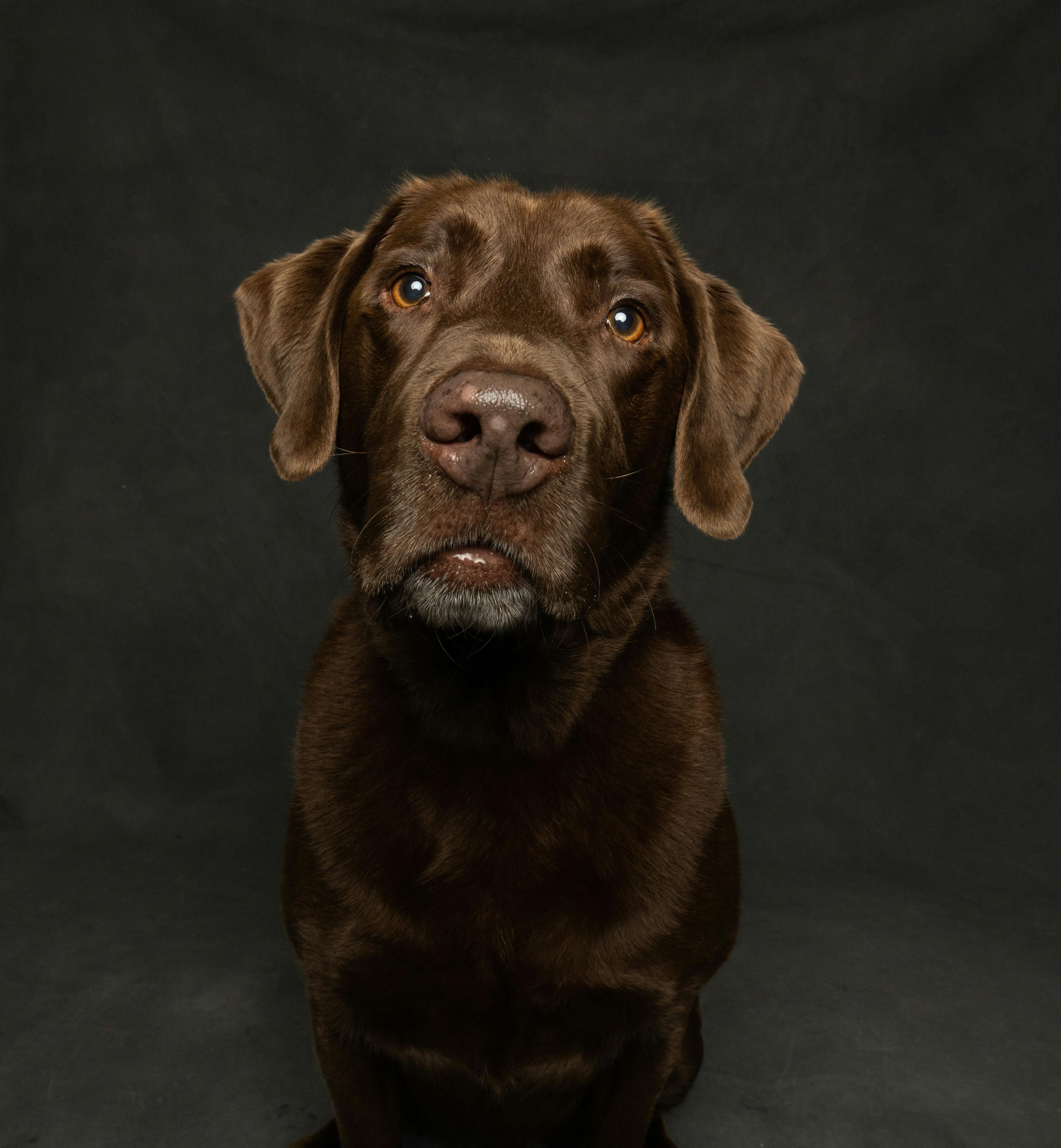 Brown Labrador Dog in Studio · Free