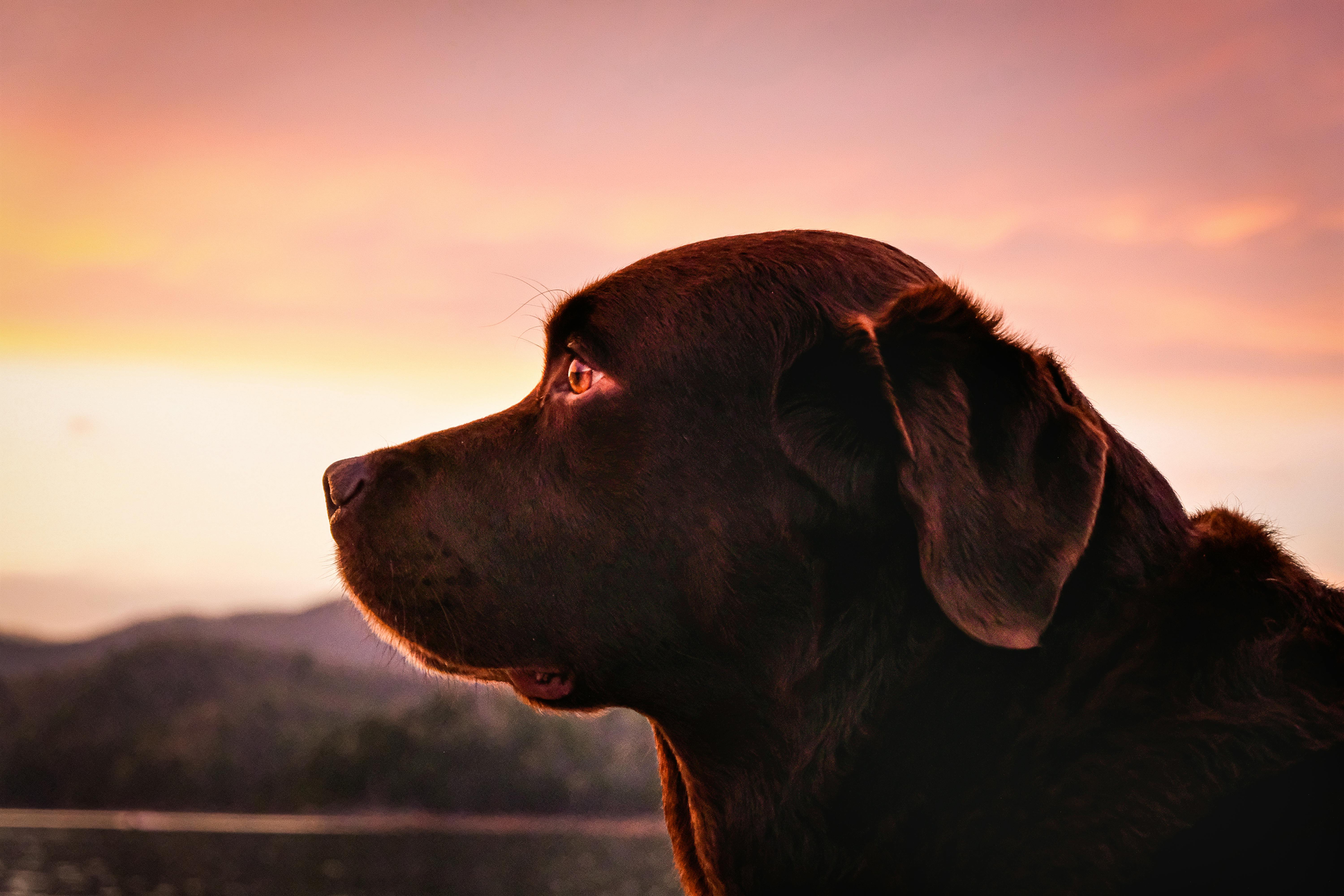 Close Up Photo Of Brown Labrador Retriever · Free