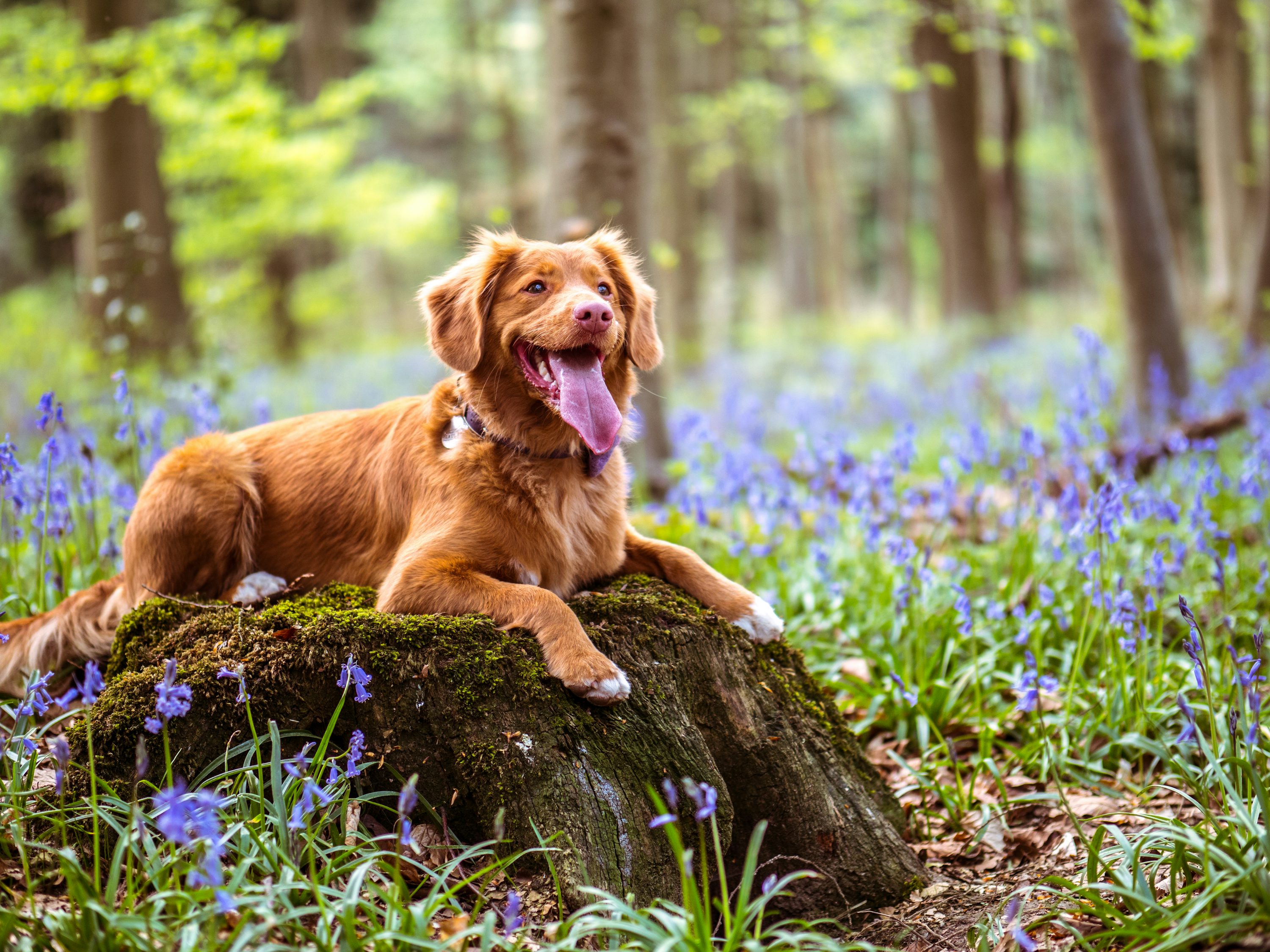 Chocolate brown Labrador retriever lying on moss covered rock in woods photo