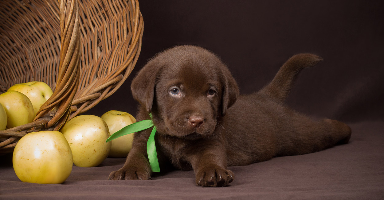 Wallpaper Chocolate Lab Mix Puppies Chocolate Labrador Puppy In A Faux Wooden Barrel Weeks Old Stock