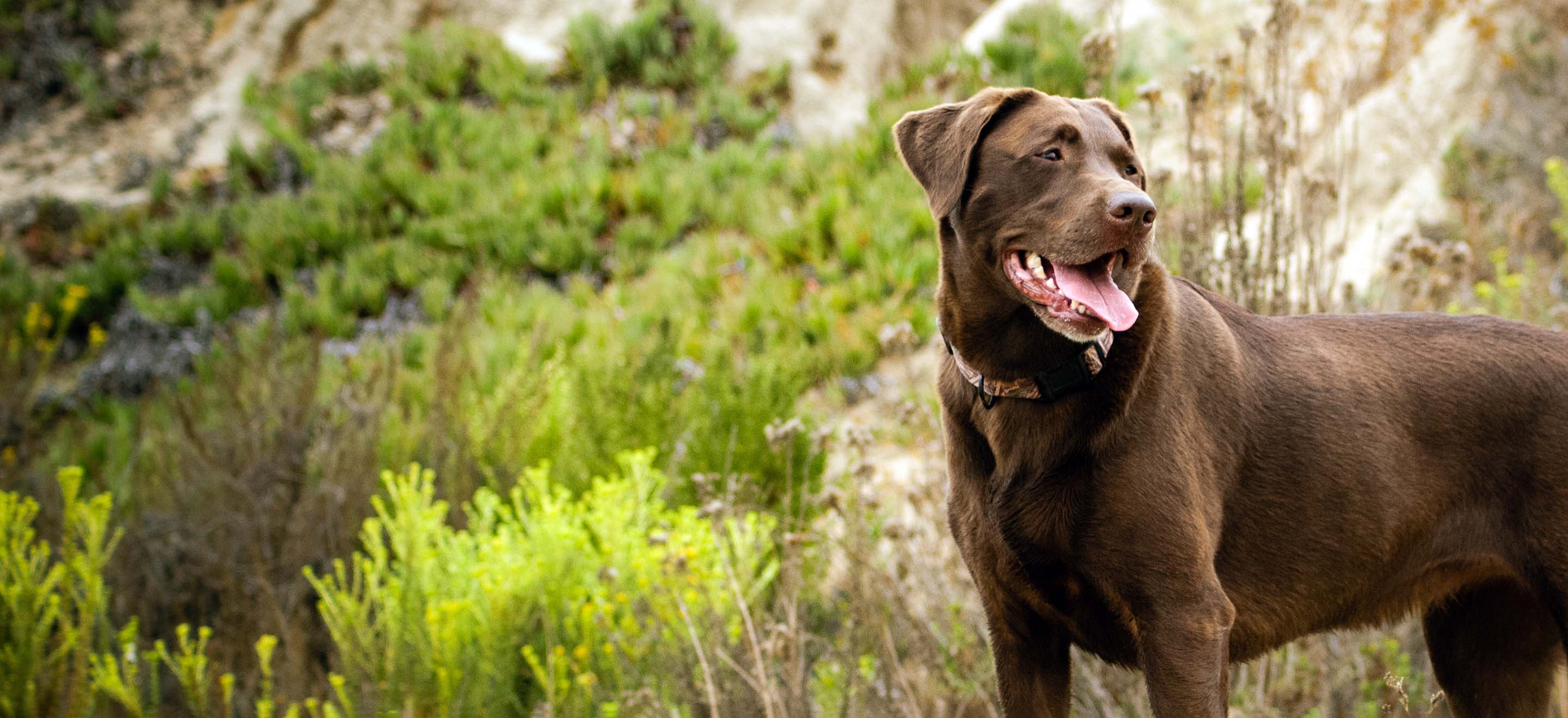 Brown Chocolate Labrador Retriever Mix Brown Chocolate Lab Image Yellow Lab And Chocolate Lab Mix