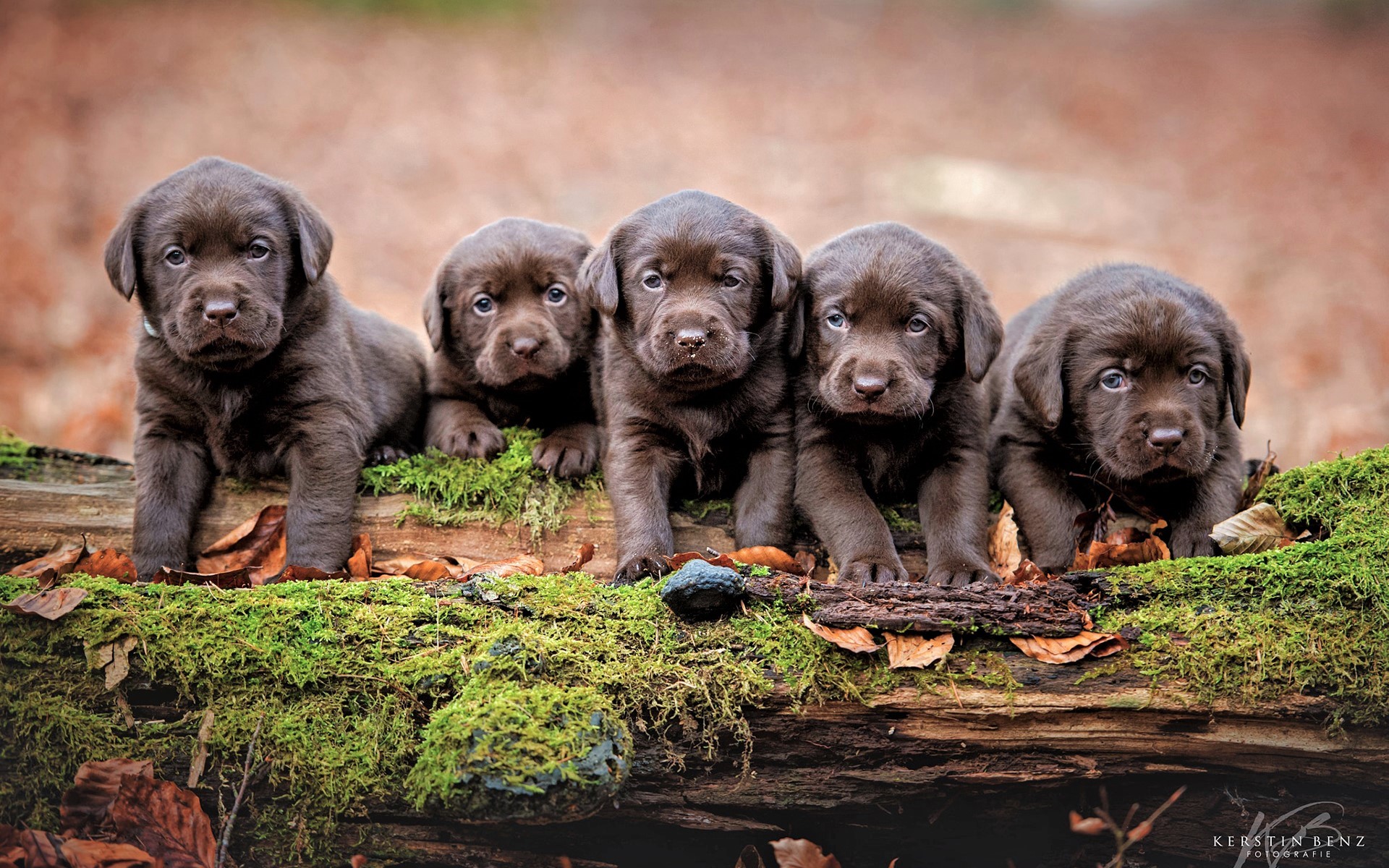 Adorable Labrador Retriever Puppies HD Wallpaper: Cute Baby Animals in Nature