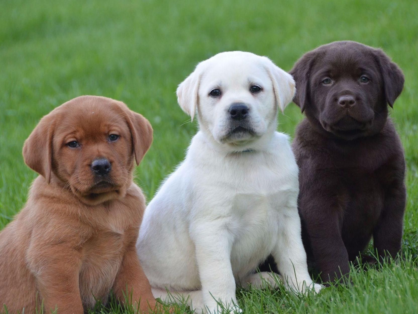 Puppy Wallpaper Free Chocolate Lab Puppies Thousand Yellow Labrador Puppy Royalty Free Image, Stock