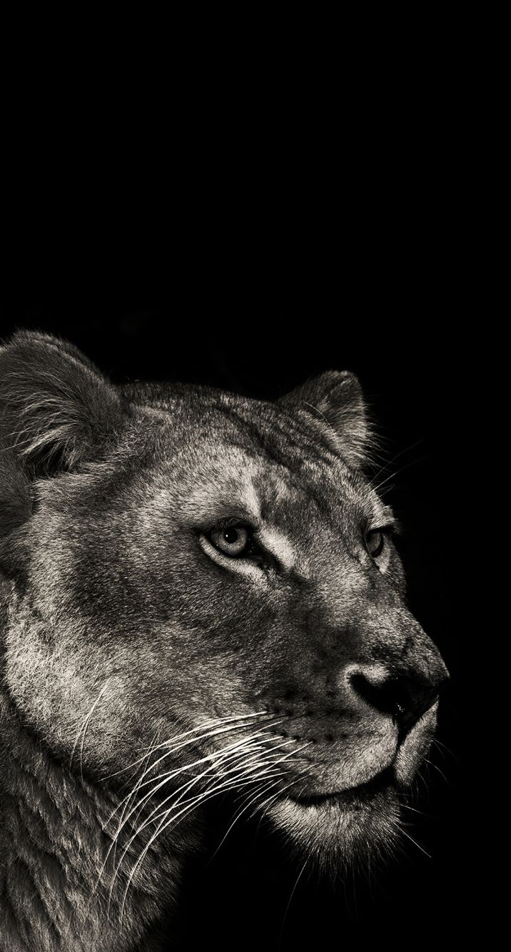 Lioness Wallpaper Collection