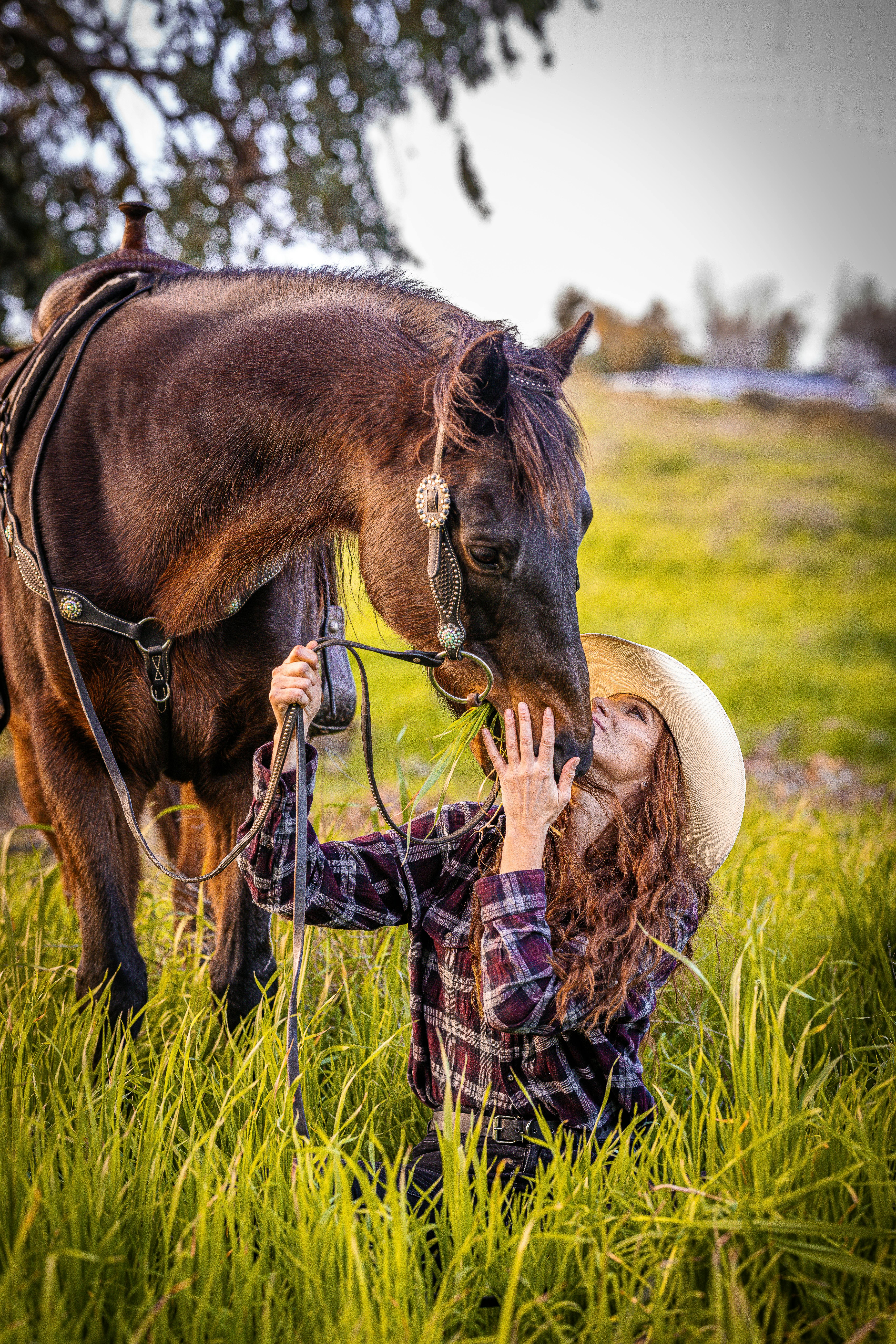Big Horse Photo, Download The BEST Free Big Horse & HD Image