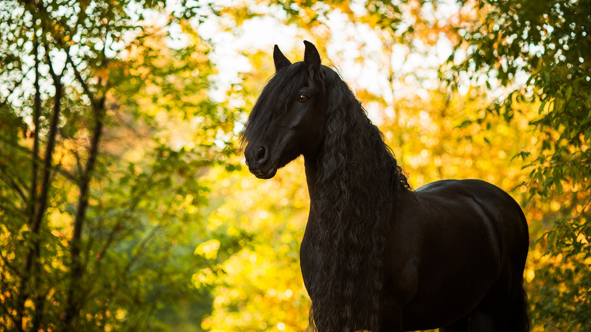 Black Horse With Long Hair HD Horse Wallpaper