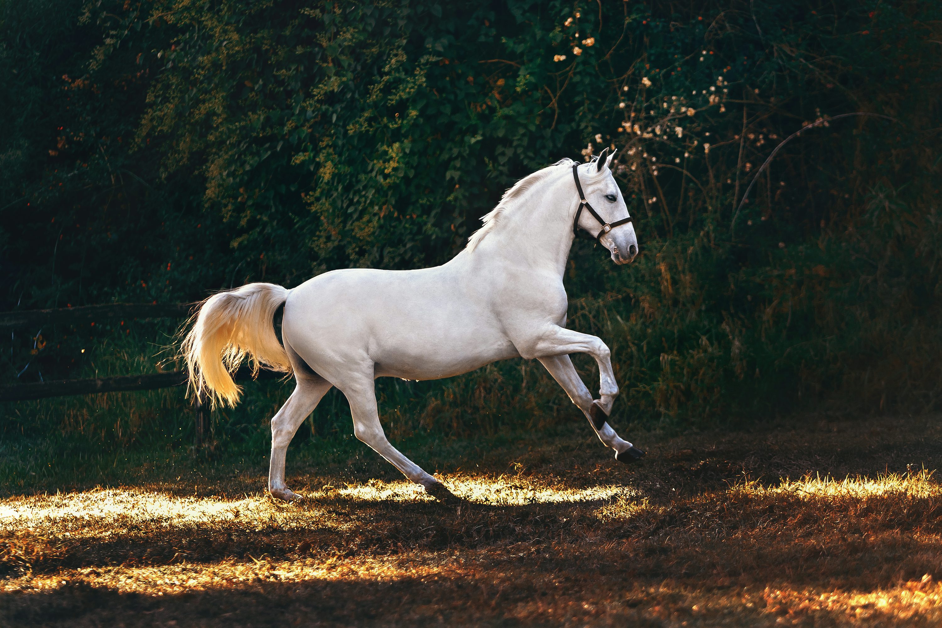 Horse Wallpaper: Free HD Download [4K]
