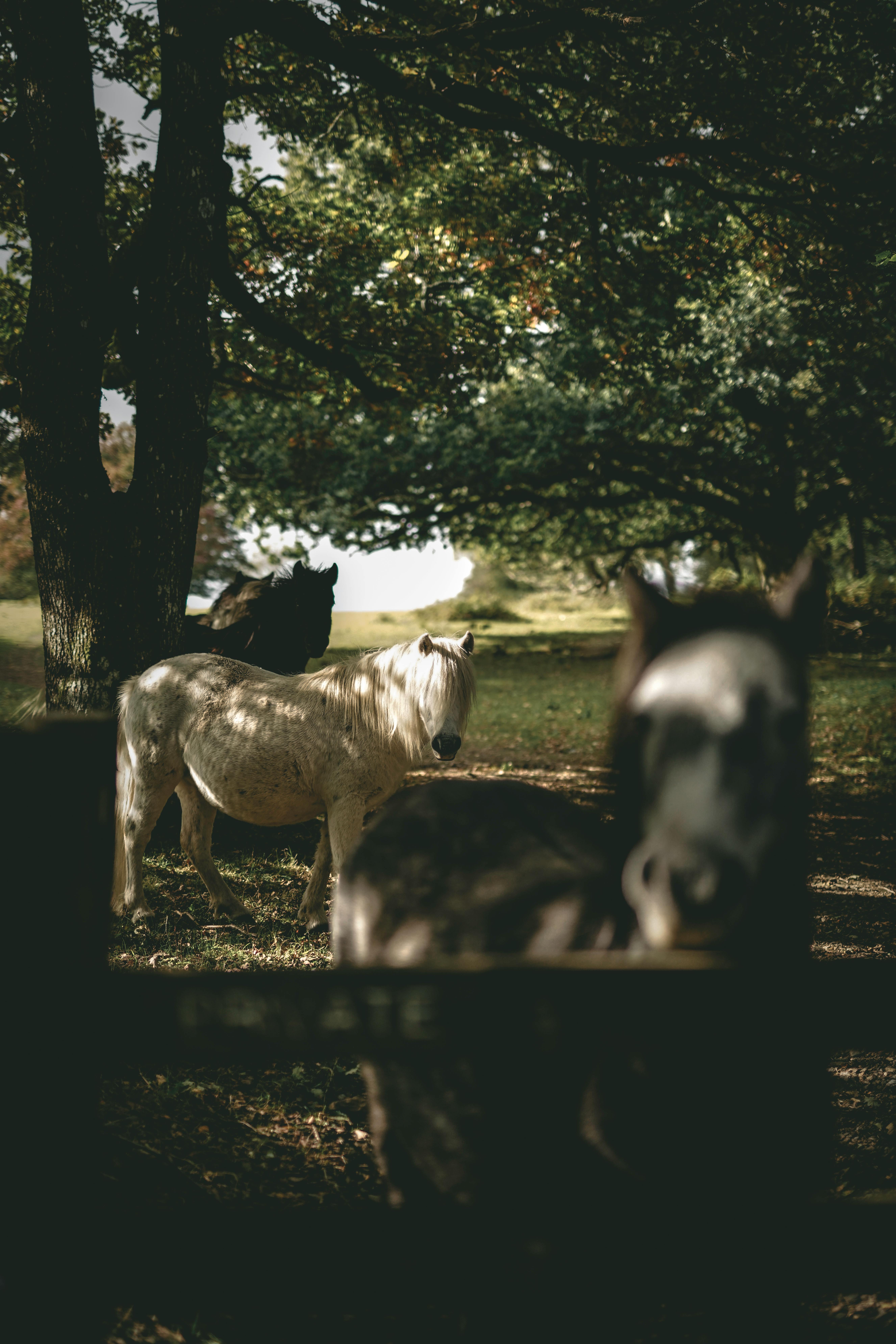 Big Horse Photo, Download The BEST Free Big Horse & HD Image