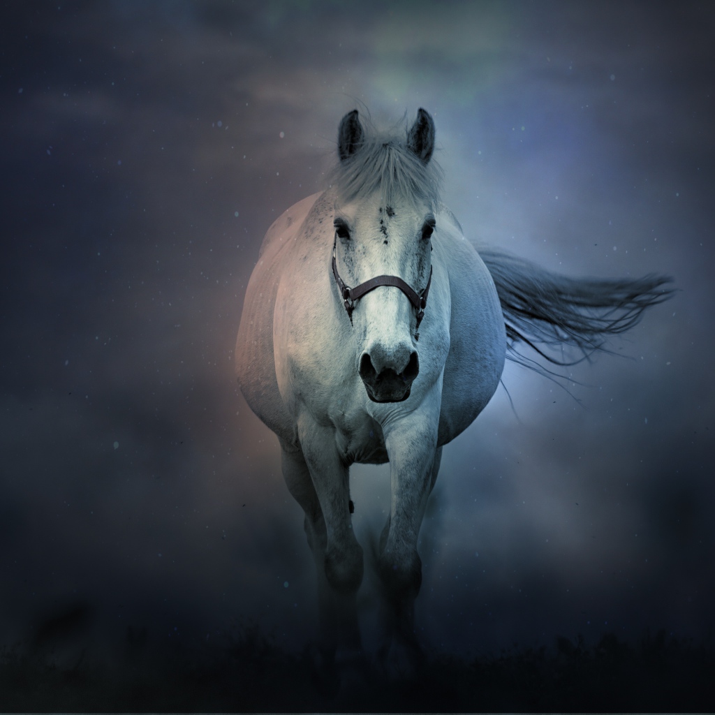 Big white horse runs in the fog Desktop wallpaper 1024x1024
