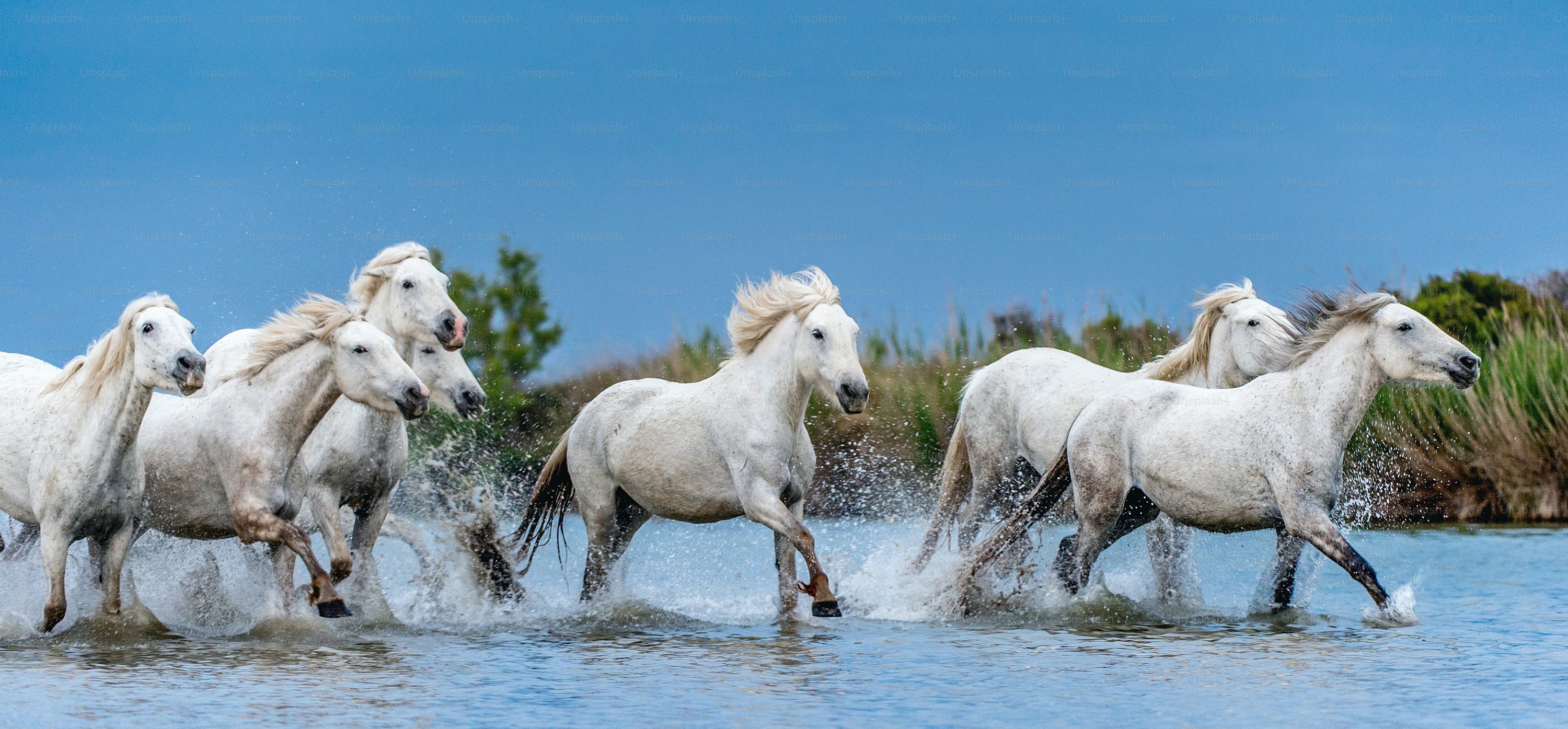 White Horse Picture. Download Free Image