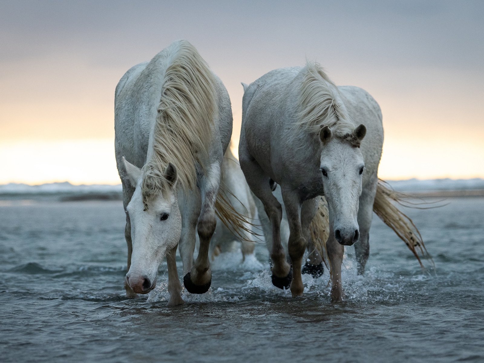 Two big white horses walking on the water Desktop wallpaper 1600x1200