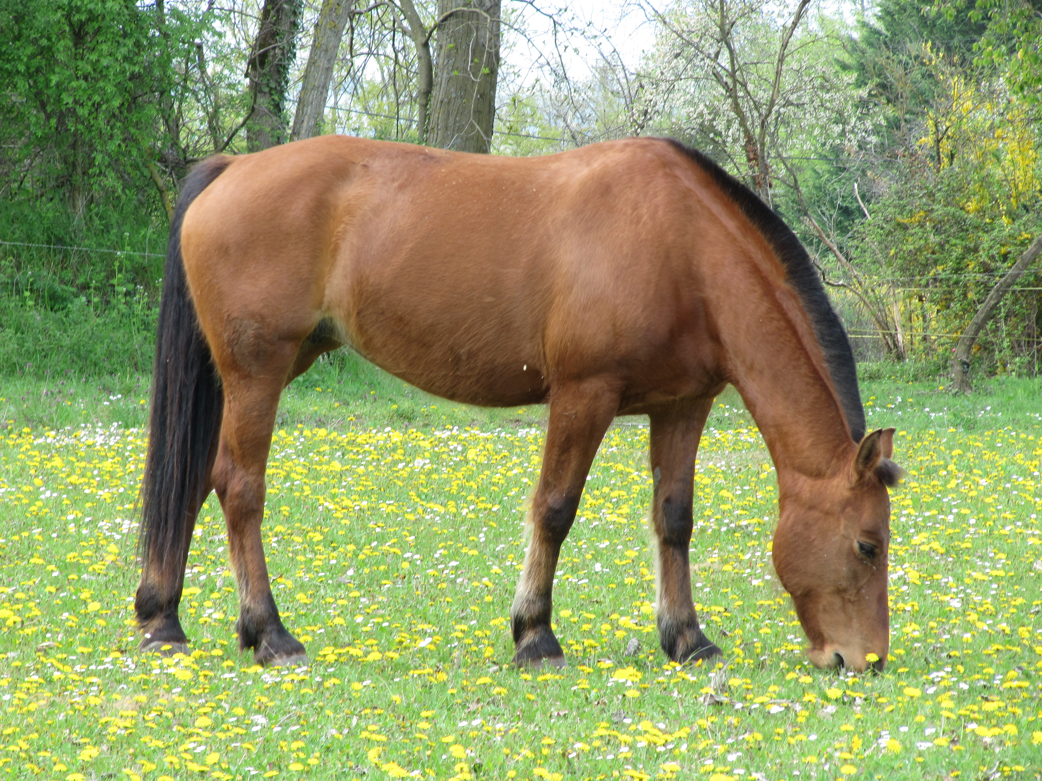 Horse photo gallery 100 % free wallpaper