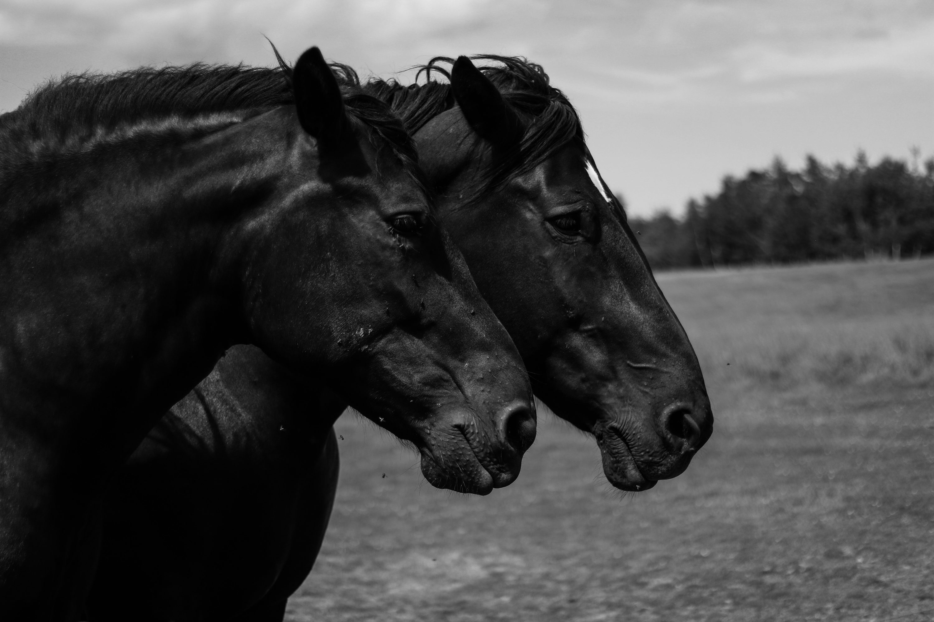 Black Horse Picture [HD]. Download Free Image