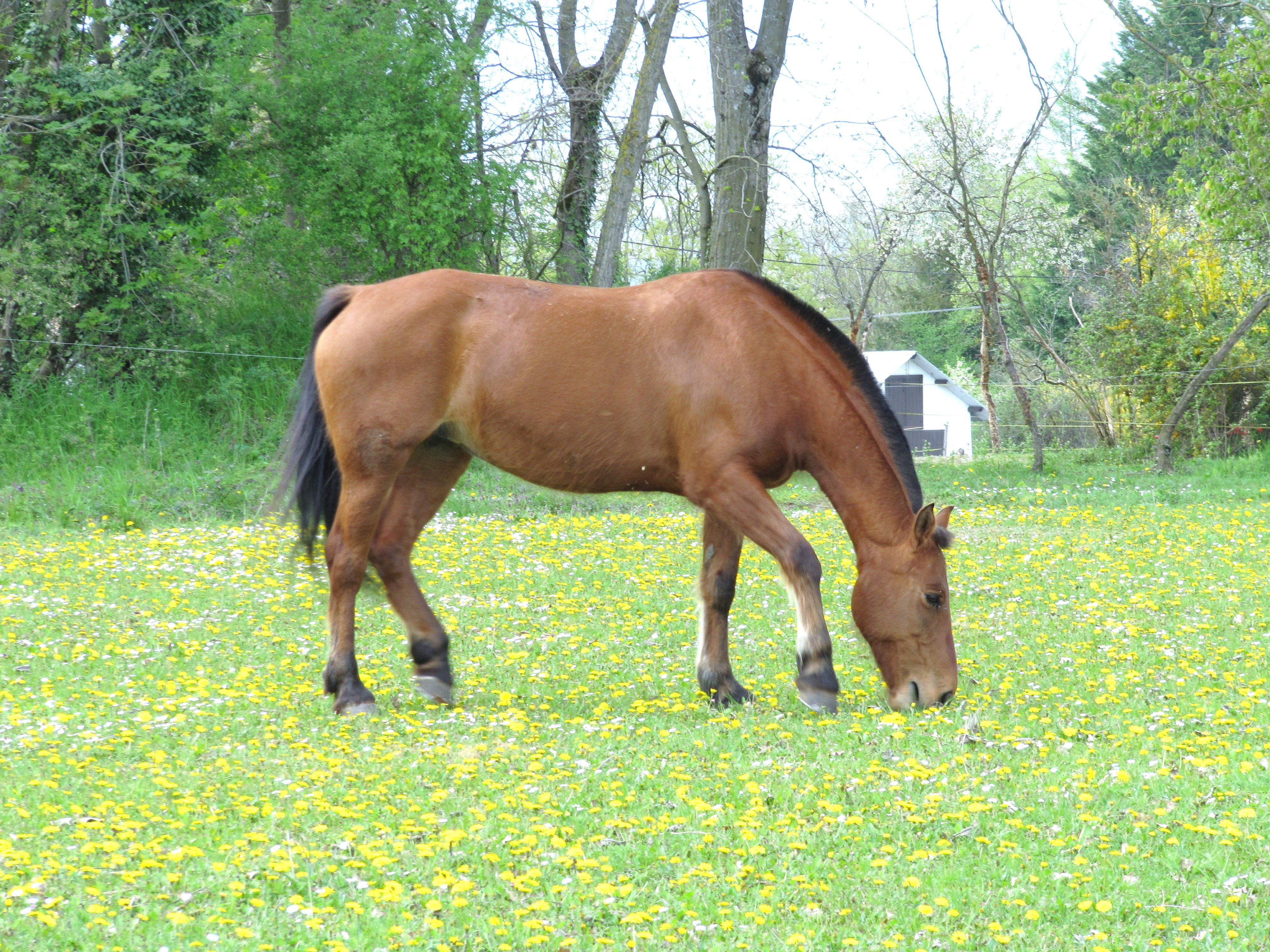 Horse photo gallery 100 % free wallpaper