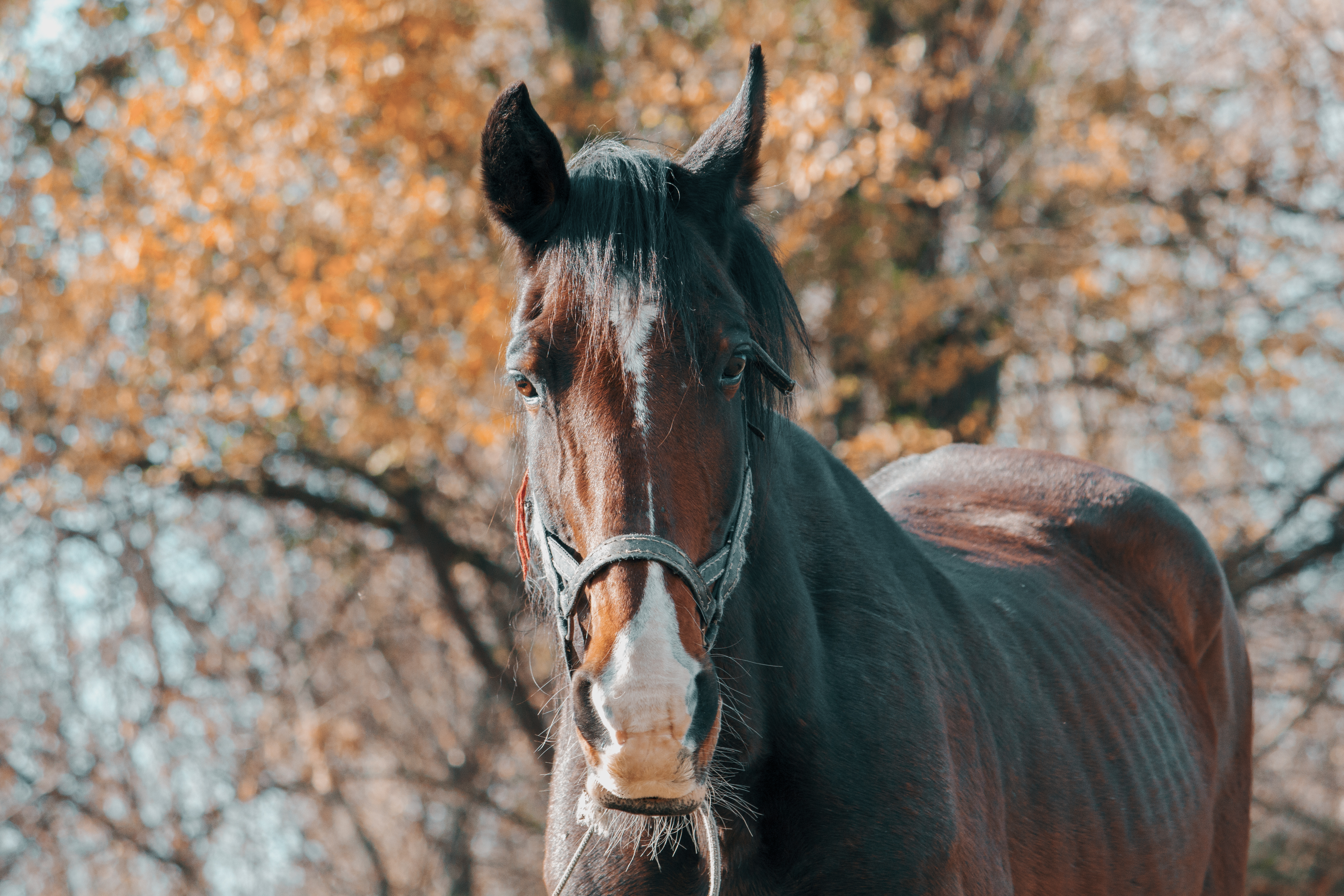 Big beautiful brown horse close up Desktop wallpaper 1366x768